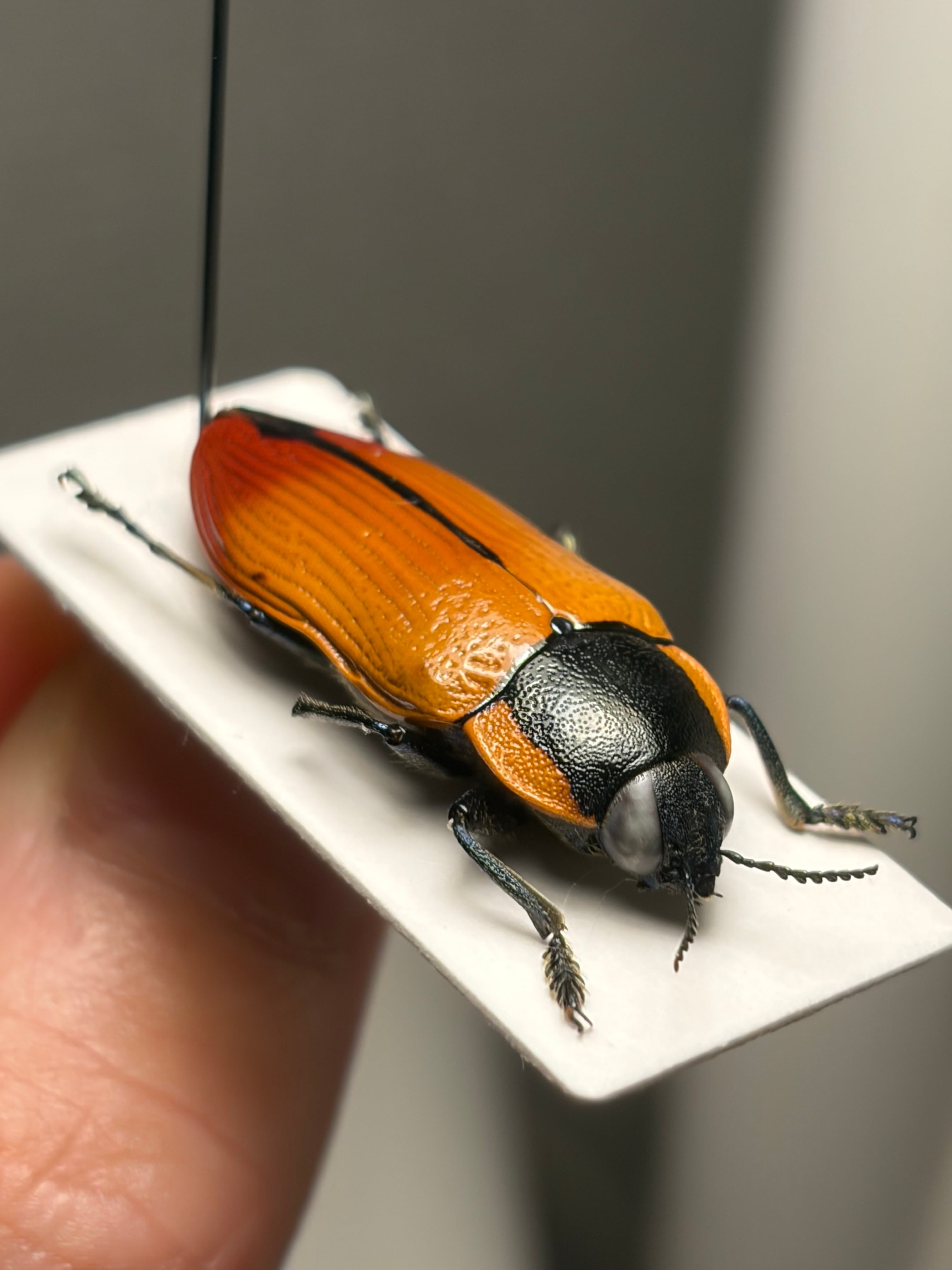 31mm】Temognatha variabilis オーストラリアのタマムシ きらめく甲虫