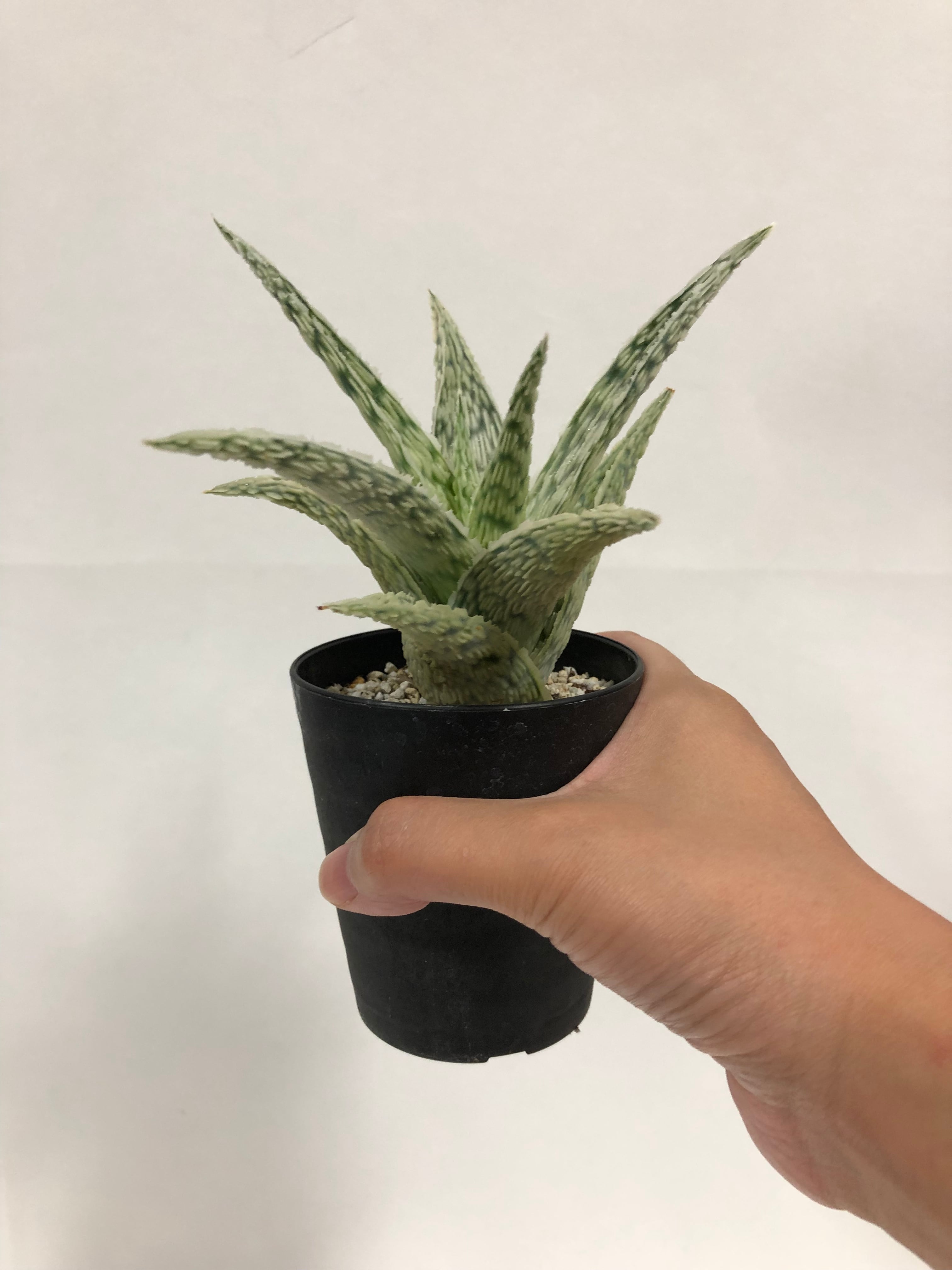 Aloe rauhii アロエ ラウヒー 交配種 | plants MARU ーサボテン・多肉
