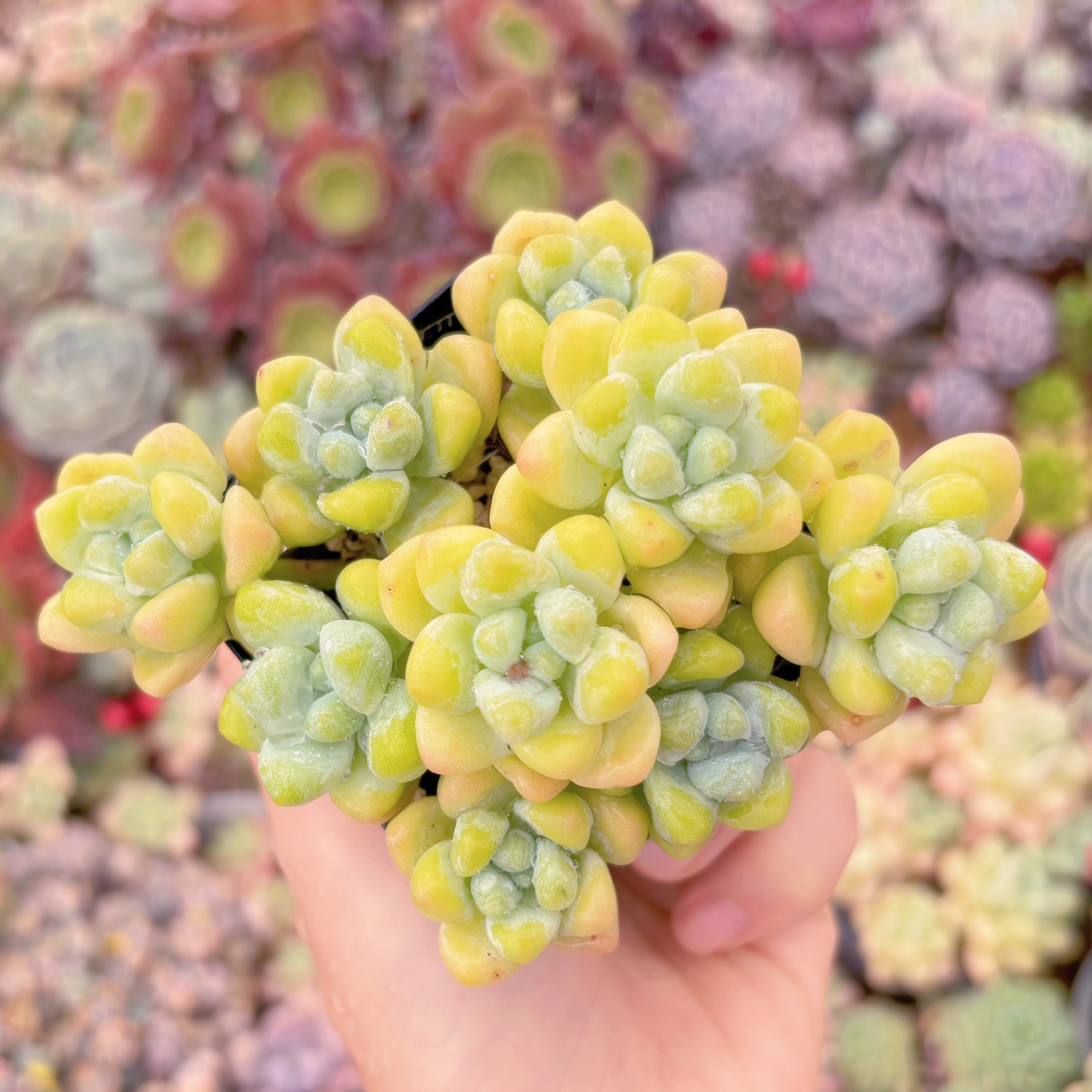 現品　天使の雫#1136　るる農園