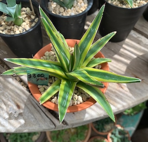 多肉植物　笹の雪黄覆輪　B（Agave victoriae-reginae  variegata）