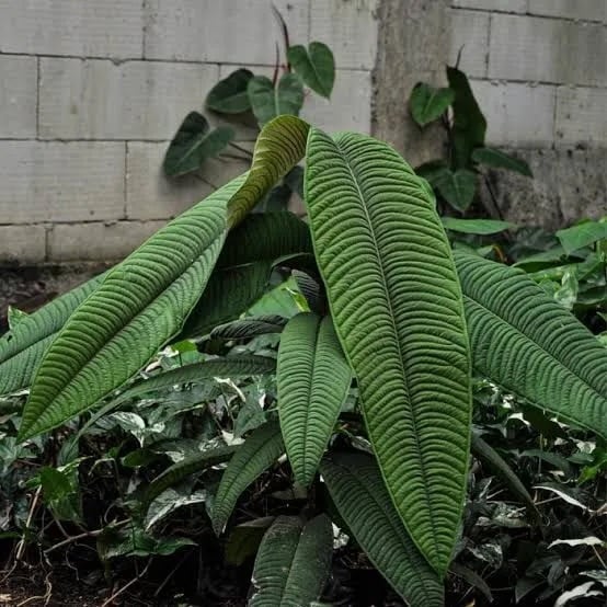 Syzygium jiewhoei｜シジギウム ジエホエイ②｜希少フトモモ科植物