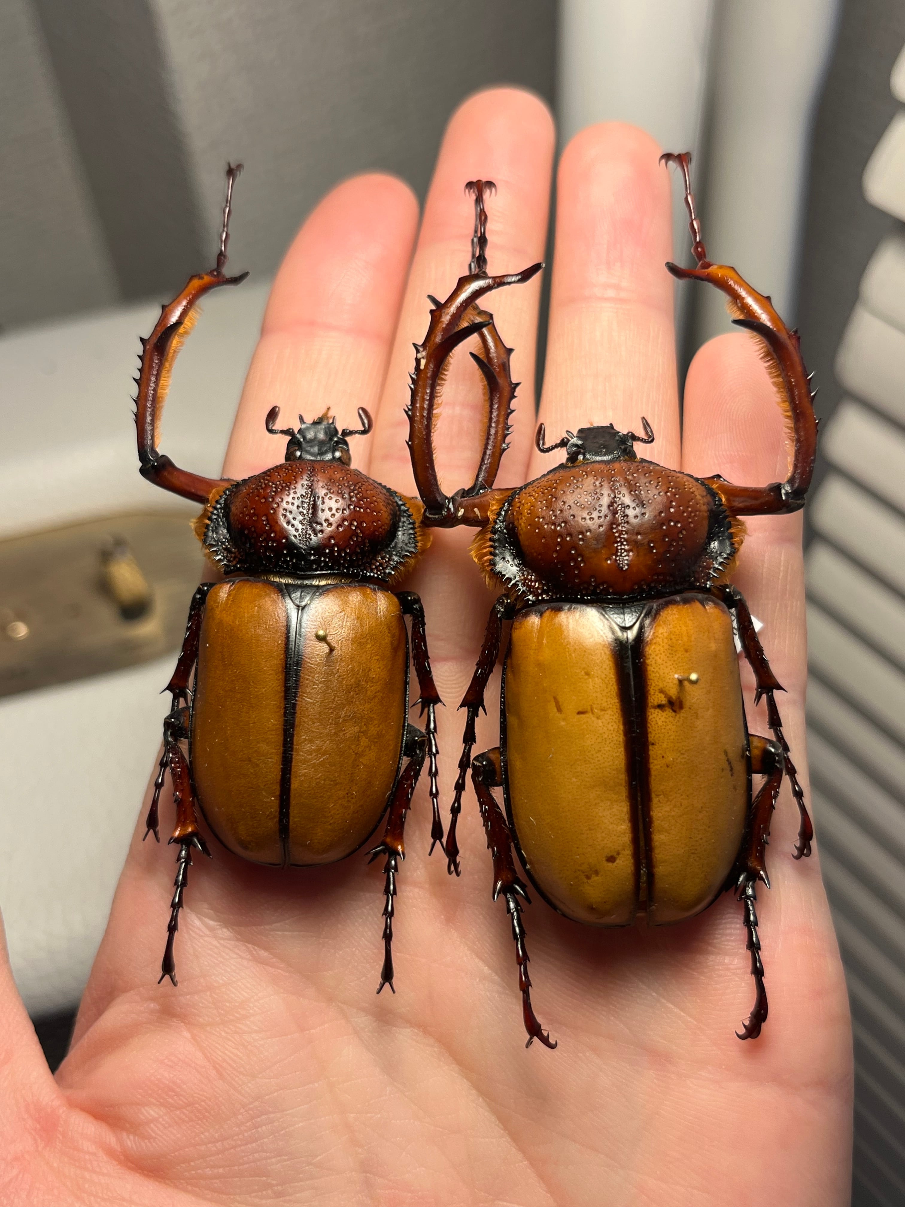 化物汚有】ダビディヒメテナガコガネ 標本テナガカミキリ昆虫標本 甲虫