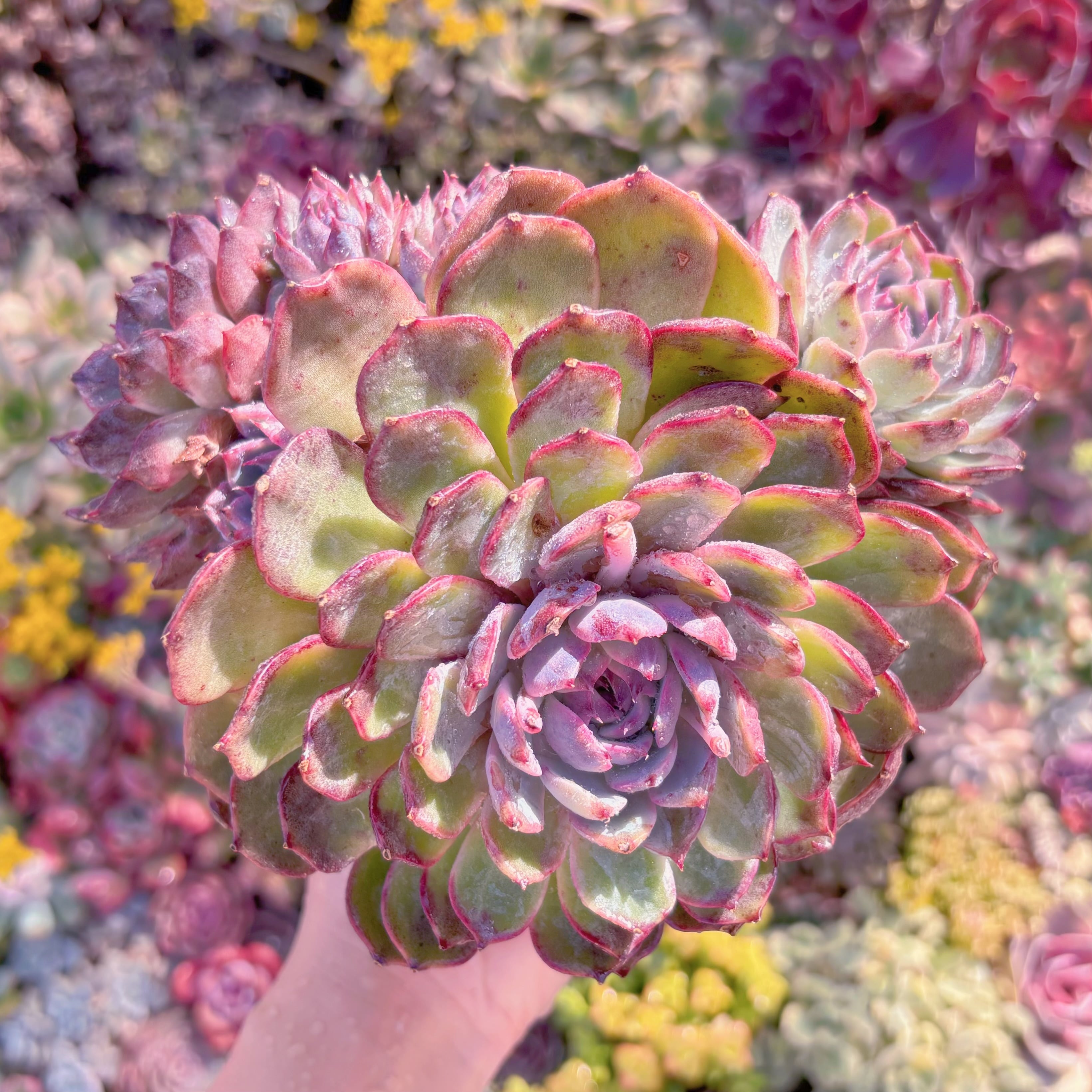 現品　ブルーエンチャントレス#M144　特大群生　新入荷　るる農園