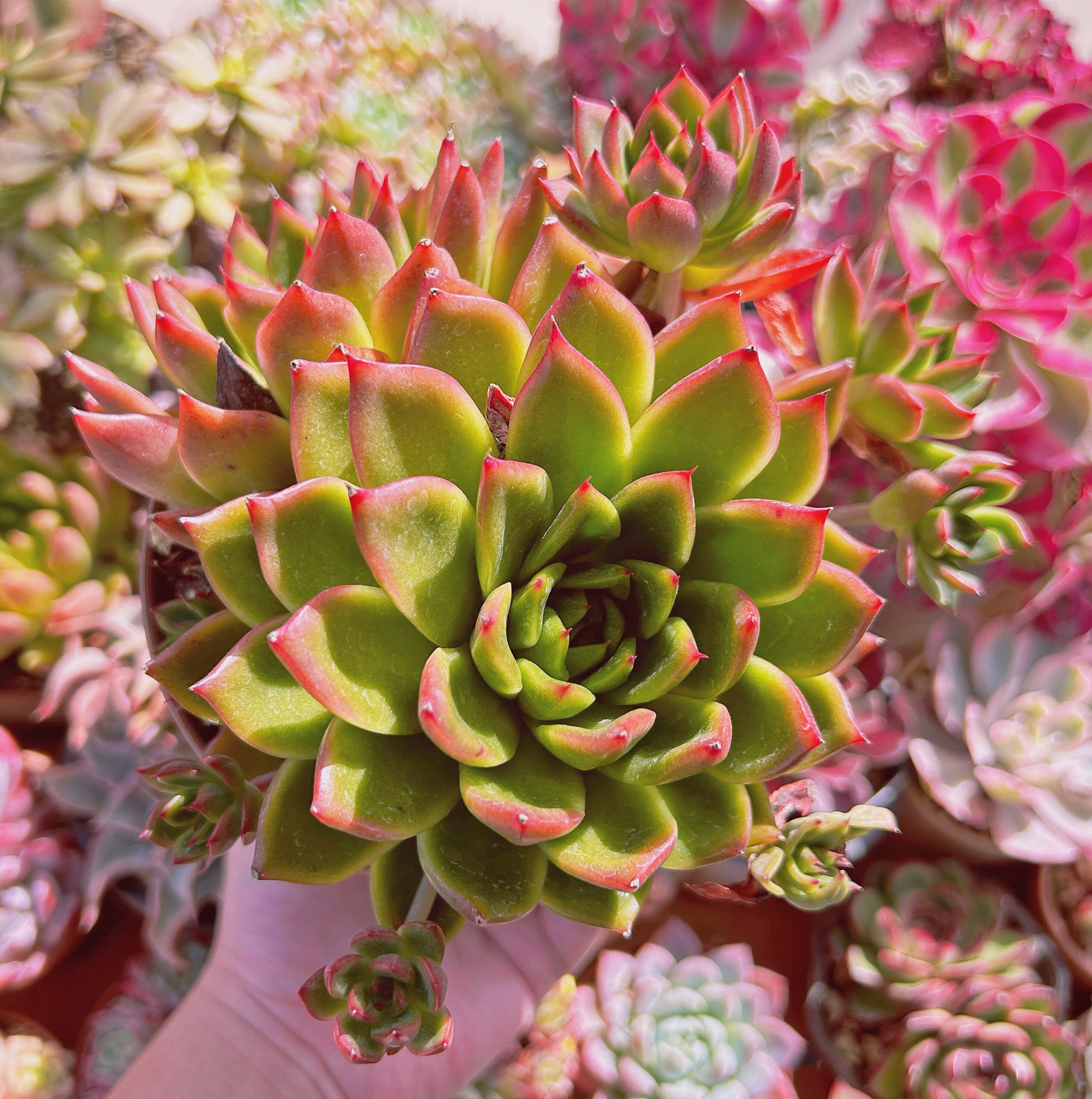 現物　多肉植物　Echeveria  カリスト　特大　抜き苗