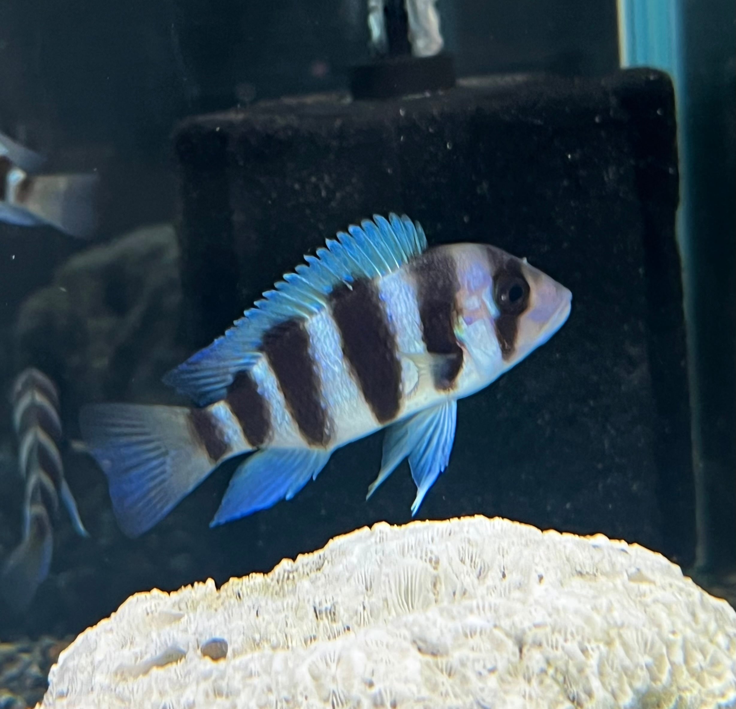 アフリカンシクリッドタンガニーカ | アクアショップあんじゅ