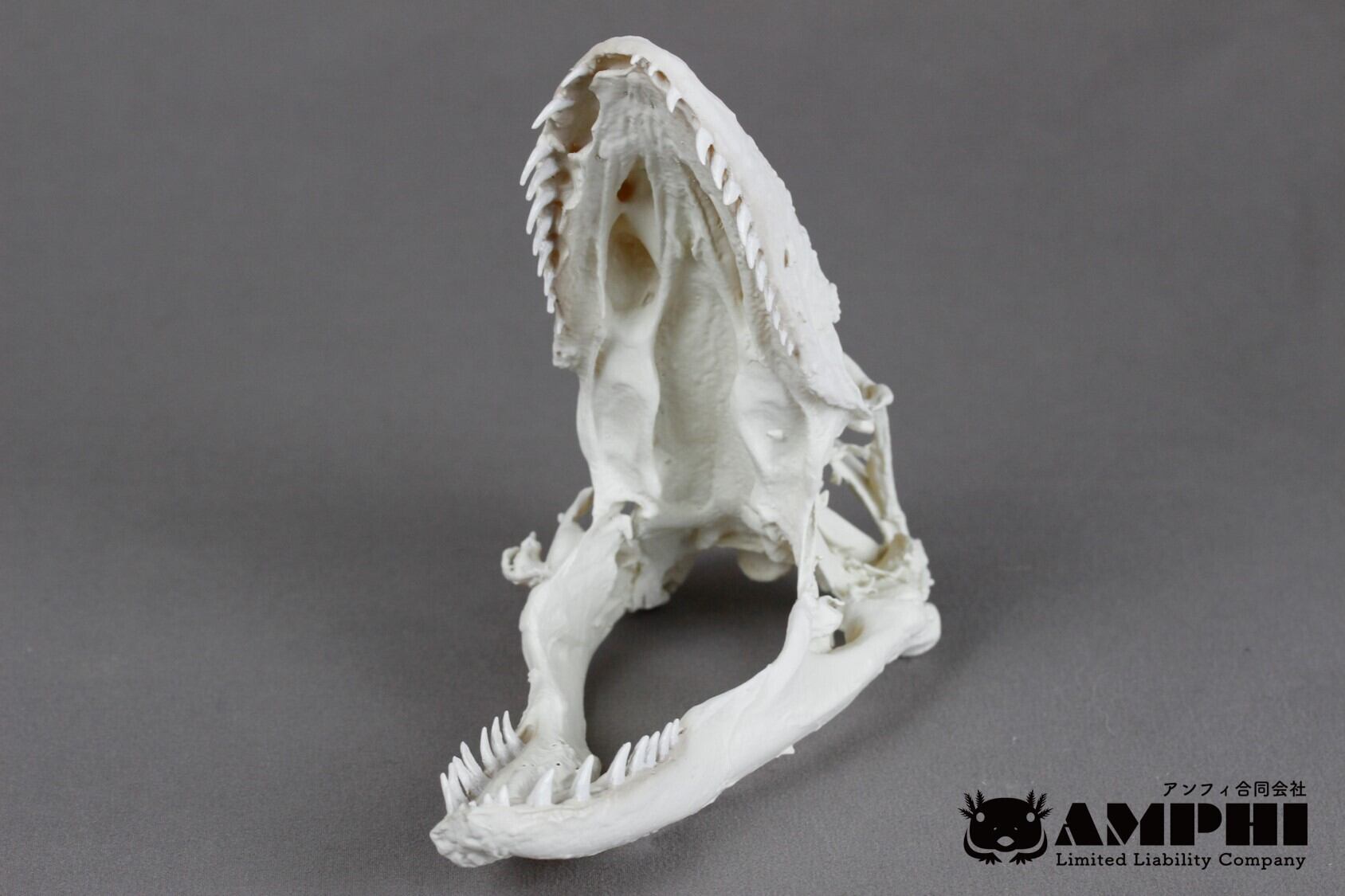 コモドオオトカゲ の頭骨レプリカ【コモドドラゴン】 | アンフィ合同会社