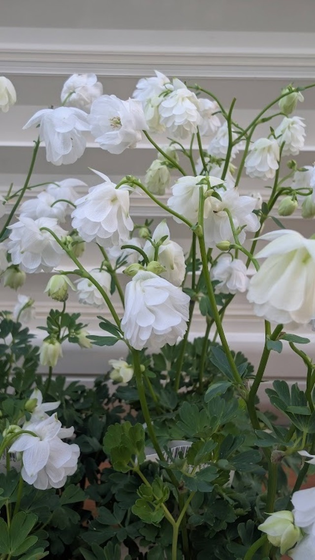 【松原園芸さんオリジナル】姫オダマキ　『ティアードフリル』　3.5号ポット　１苗