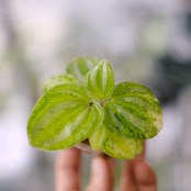 Peperomia argyreia variegated / 極斑入り スイカペペロニア④│観葉植物
