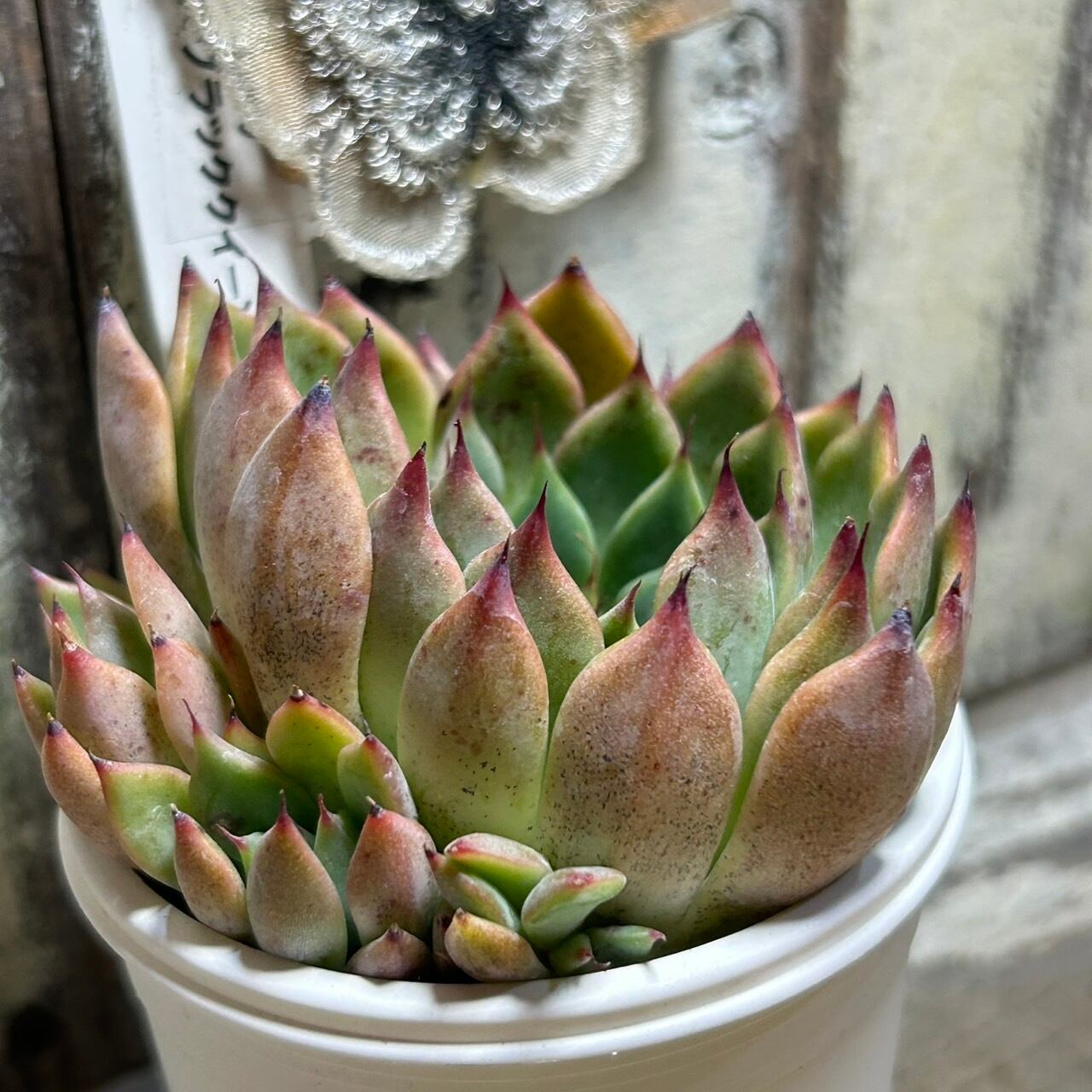 ザラゴーサxブラッククイーン | RuPo 多肉植物専門店