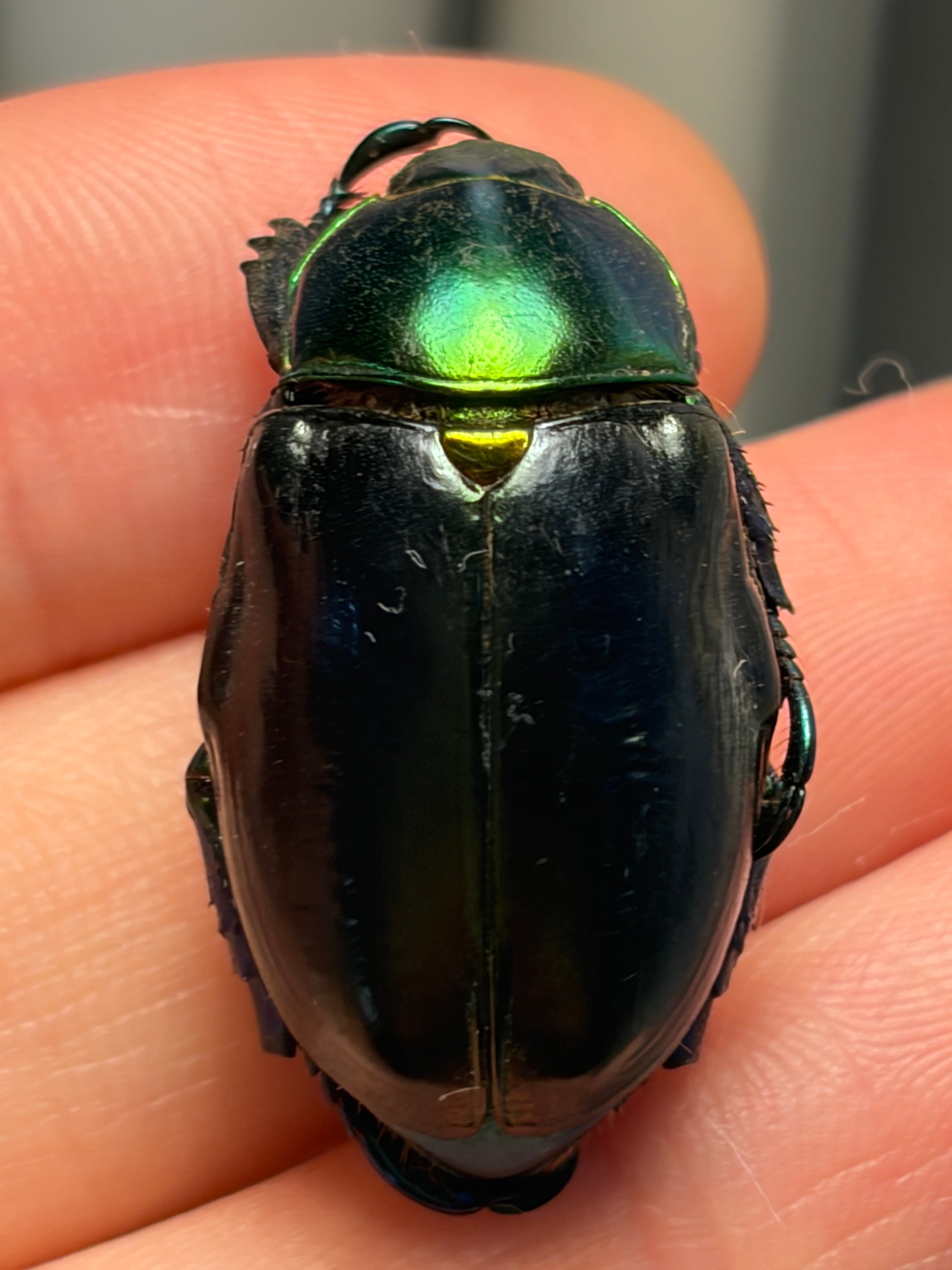 標本】ゴーストマンティス5齢の脱皮殻標本 タランチュラムカデサソリ