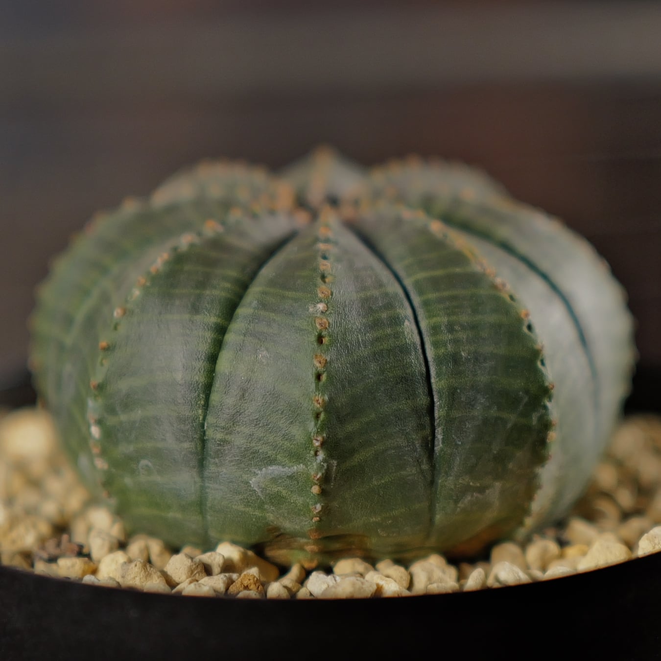 メス株 まん丸 扁平 オベサ / ユーフォルビア | LIGHTHOUSE.PLANTS