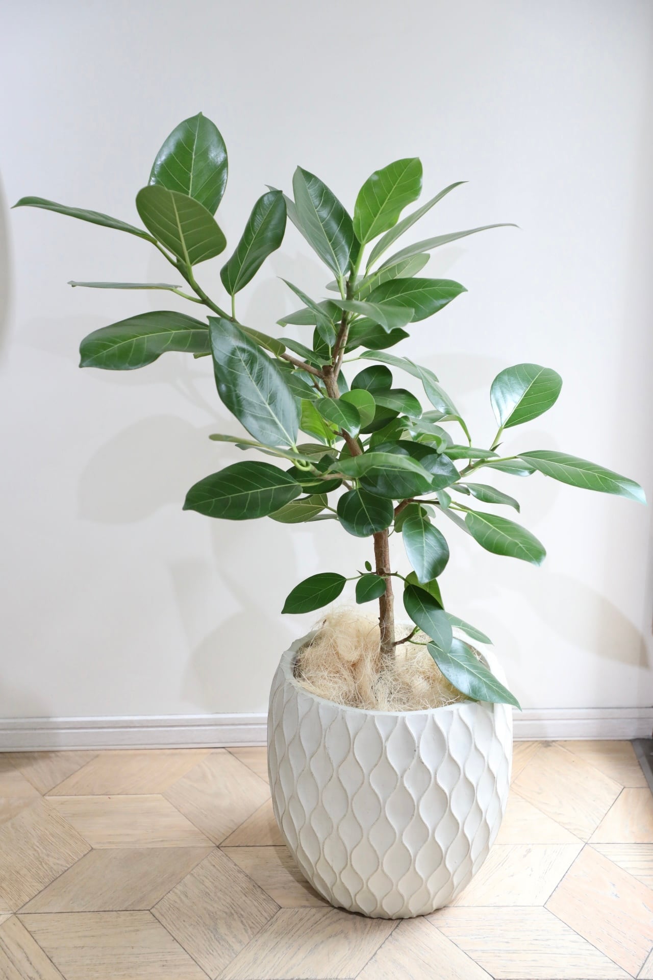 L/110cm】フィカス ベンガレンシス/Ficus benghalensis※陶器鉢カバー別