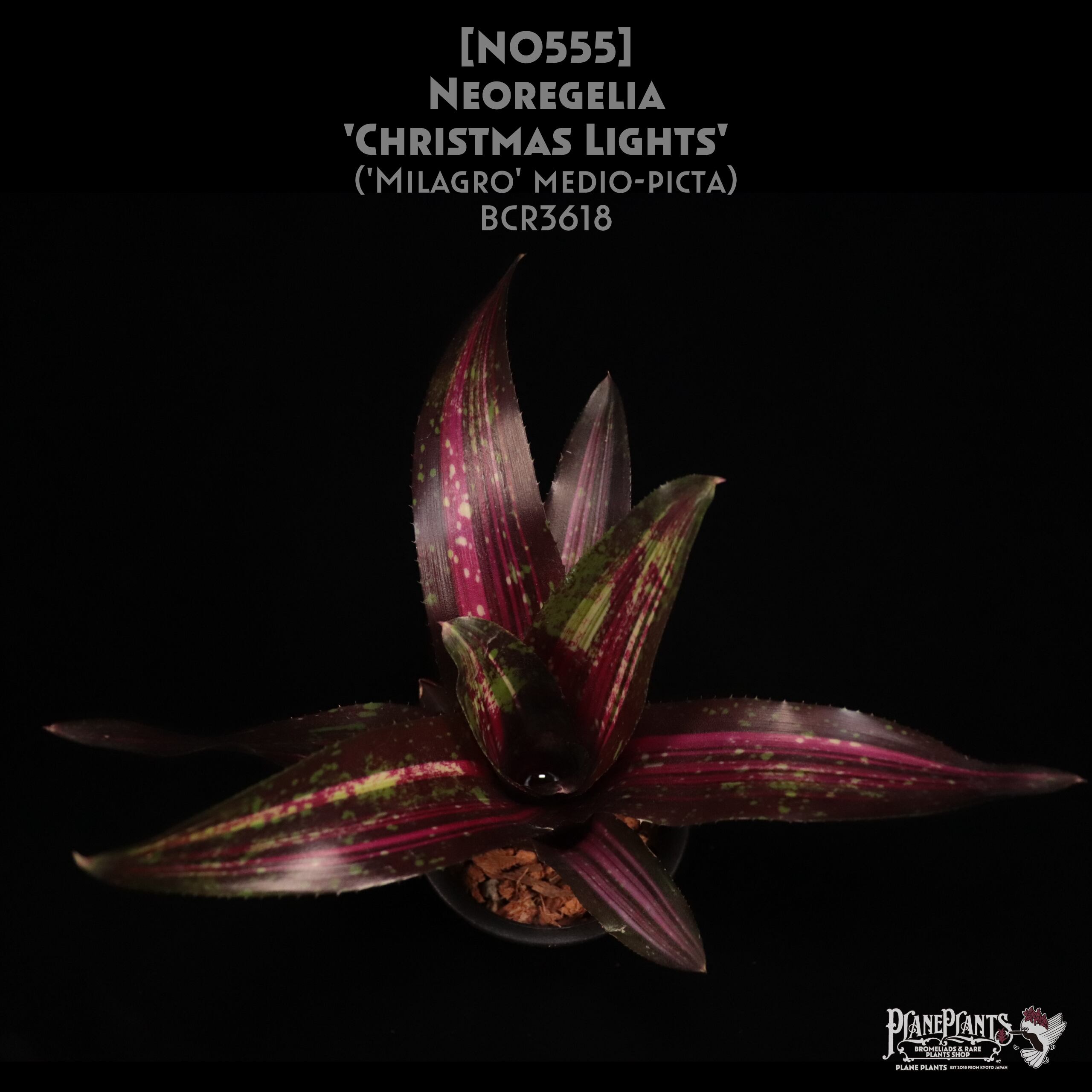 【reserved】Neoregelia 'Christmas Lights'〔ネオレゲリア〕現品発送N0555