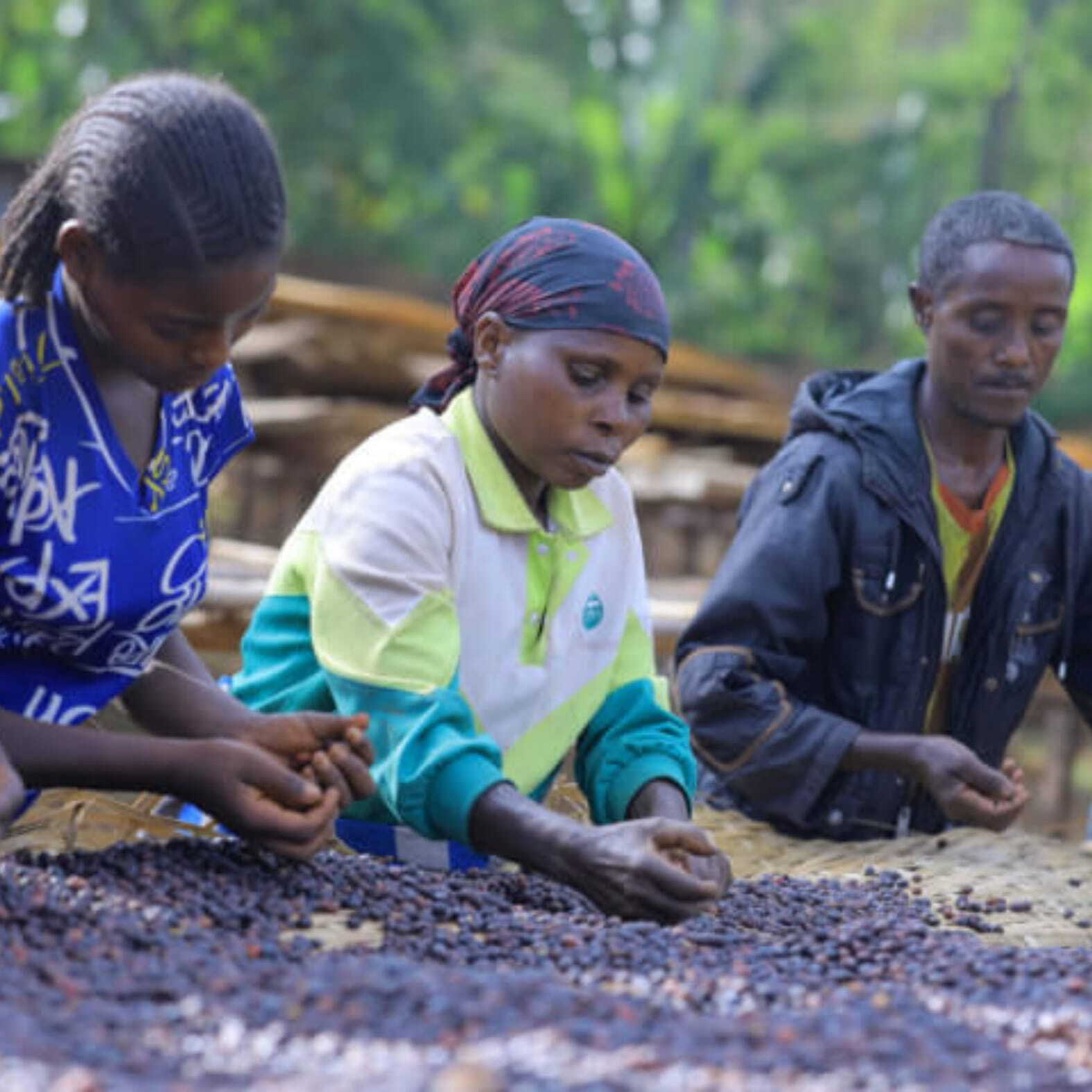 エチオピア イルガチェフ ウォルカ農協 中浅煎り 150g