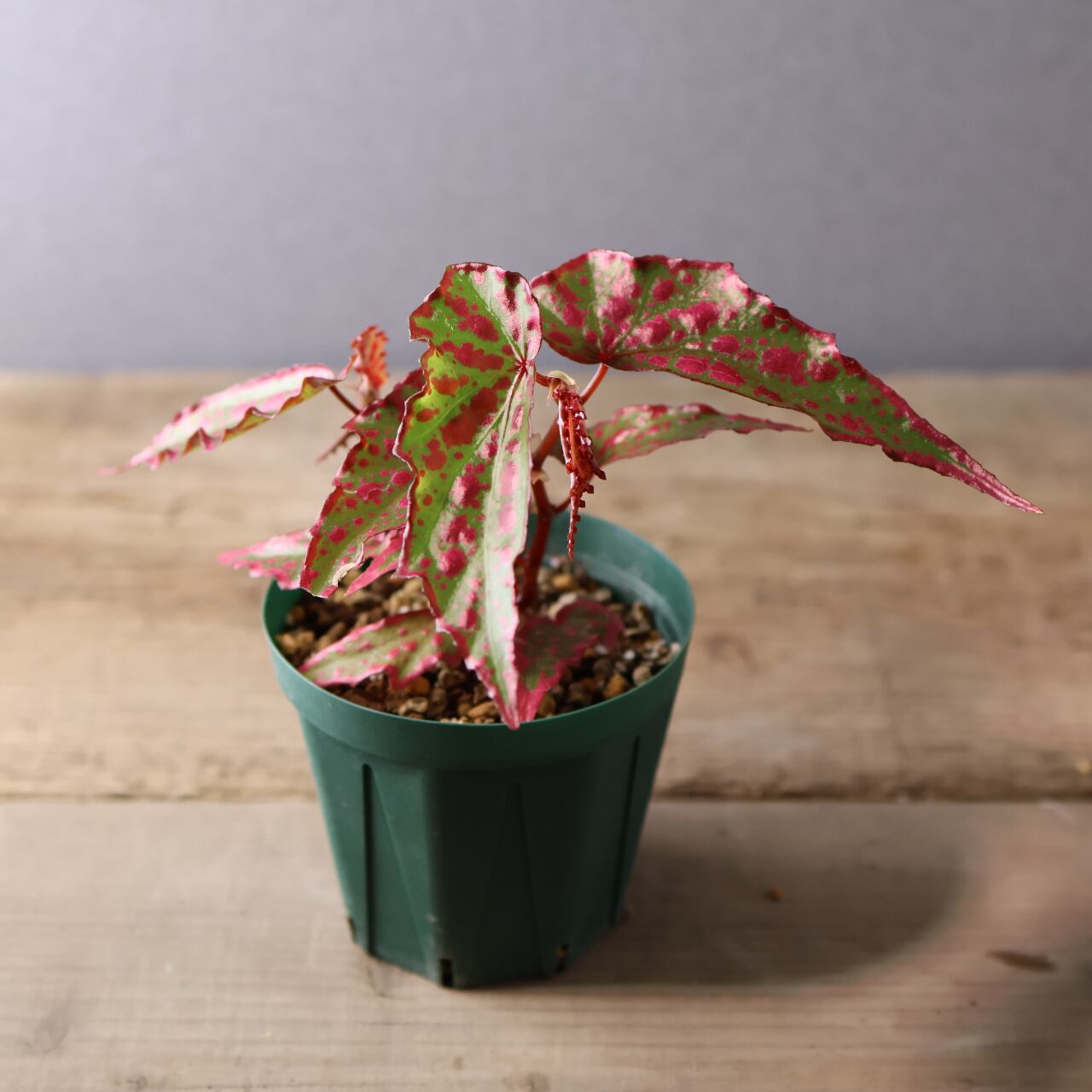 392 斑点と個性が踊る、唯一無二のハイブリッドベゴニア『ベゴニア