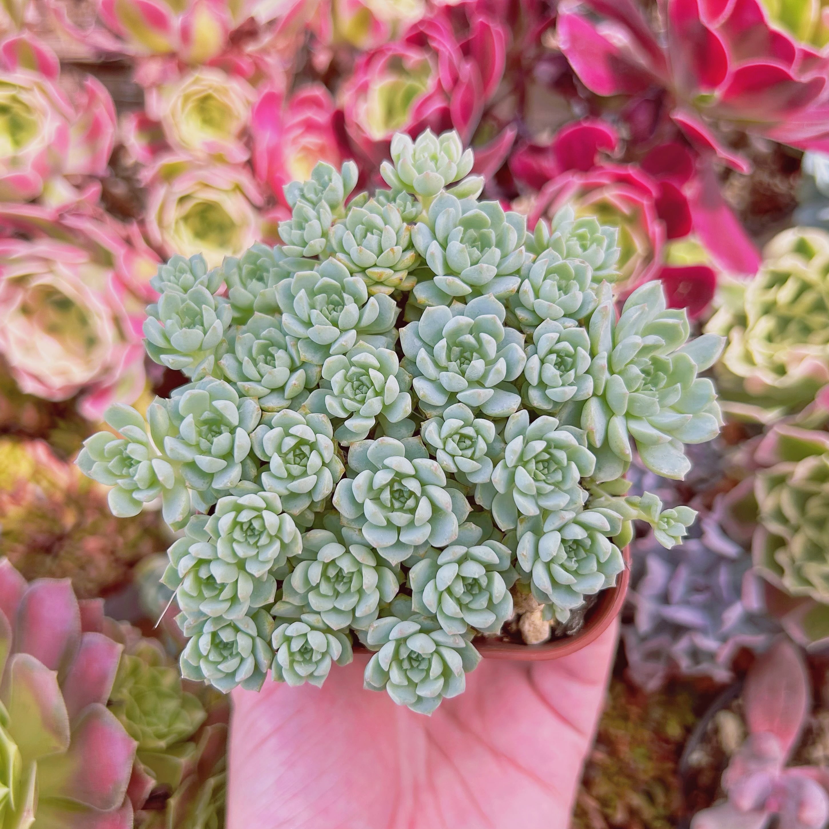 #1123現物　多肉植物　グロブローサxブルーミニマ　抜き苗　