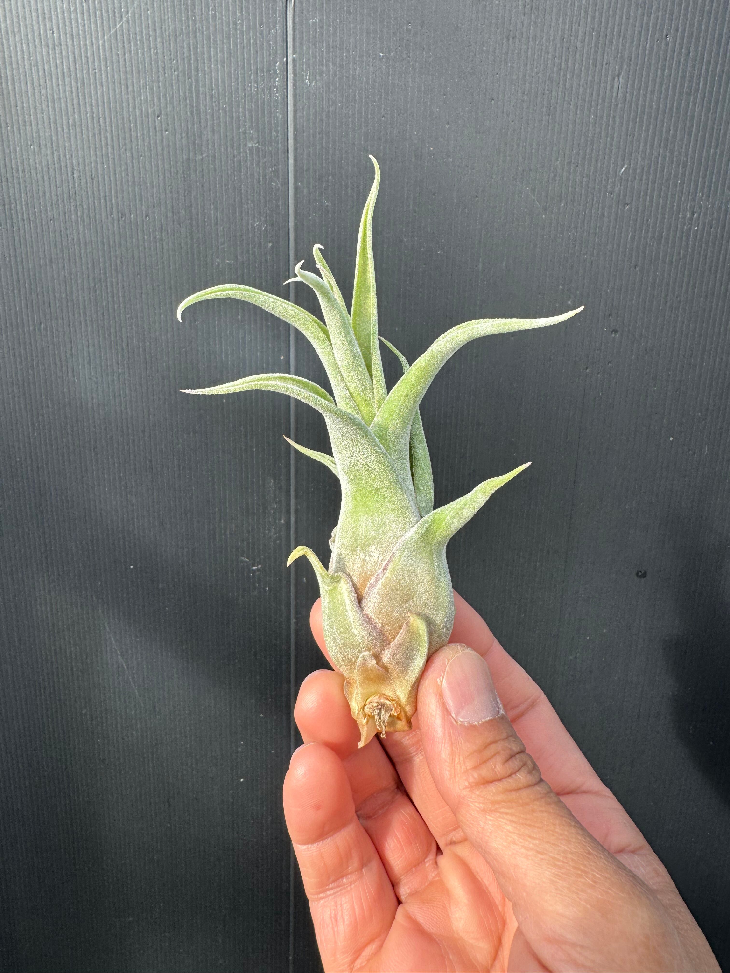 プロテア ニオべ | クルール プランツ couleur plants