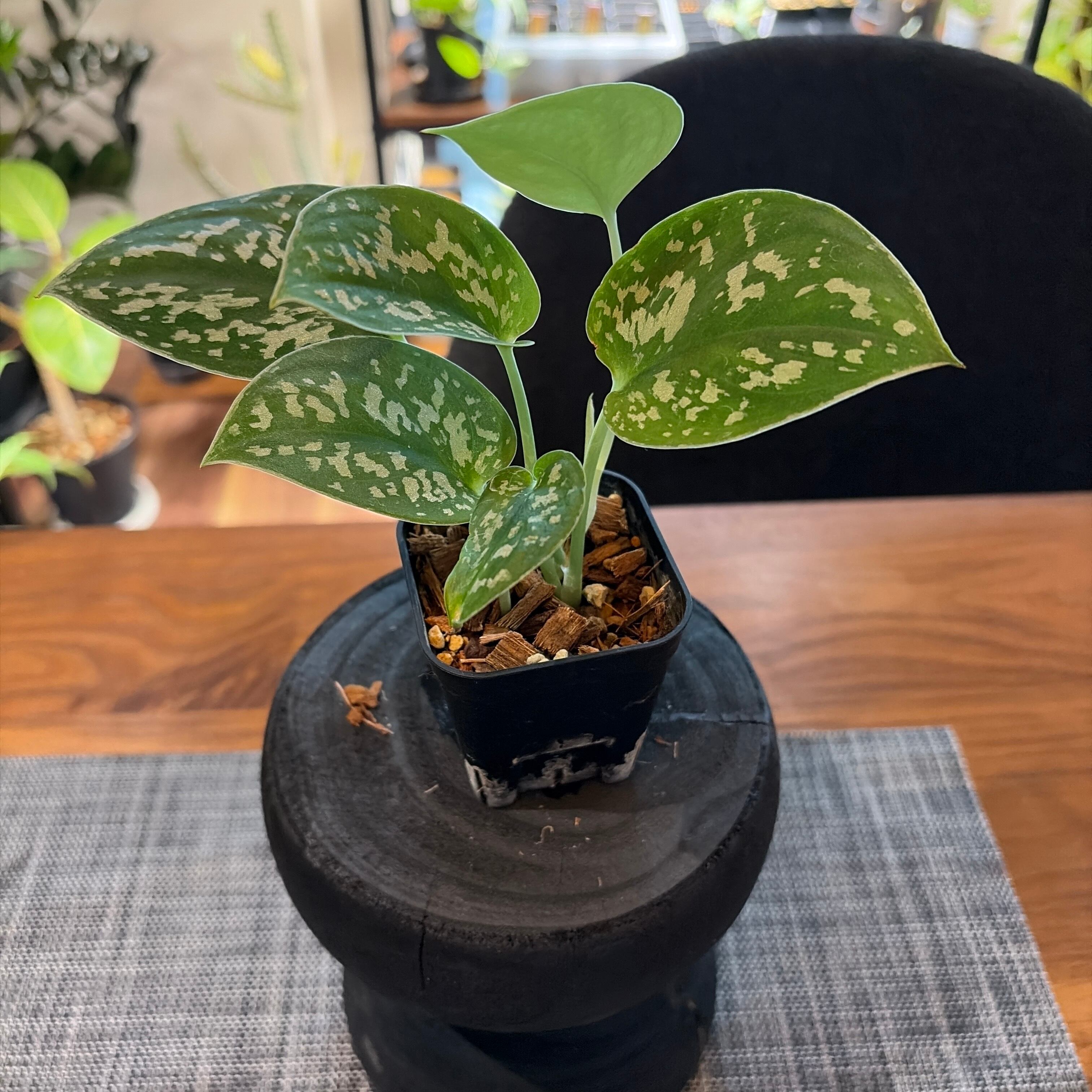 ハオルチア ピグマエアミュータント実生 特異株 | Pay ID