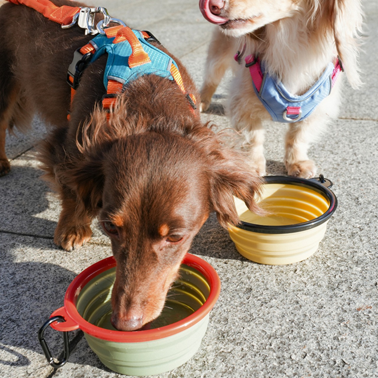 【puppygallery公式】 Go foldable bowl