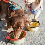 【puppygallery公式】 Go foldable bowl