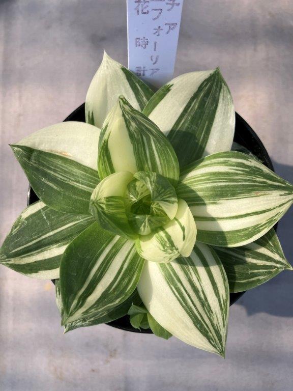 多肉植物 | 日本ライン花木センター