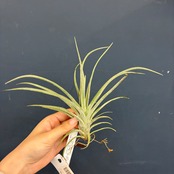 【クリアランスセール対象商品】チランジア　シーディアナxカプトメデューサ　ハイブリッド【604】【◇】