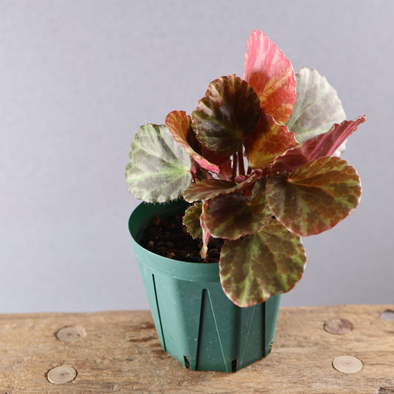 610『ビカクシダ Jenny』観葉植物【送料無料】 | MARX PLANTS | 観葉