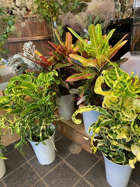 室内向き】【おしゃれ オシャレなインテリア】クロトン 熱帯植物 観葉
