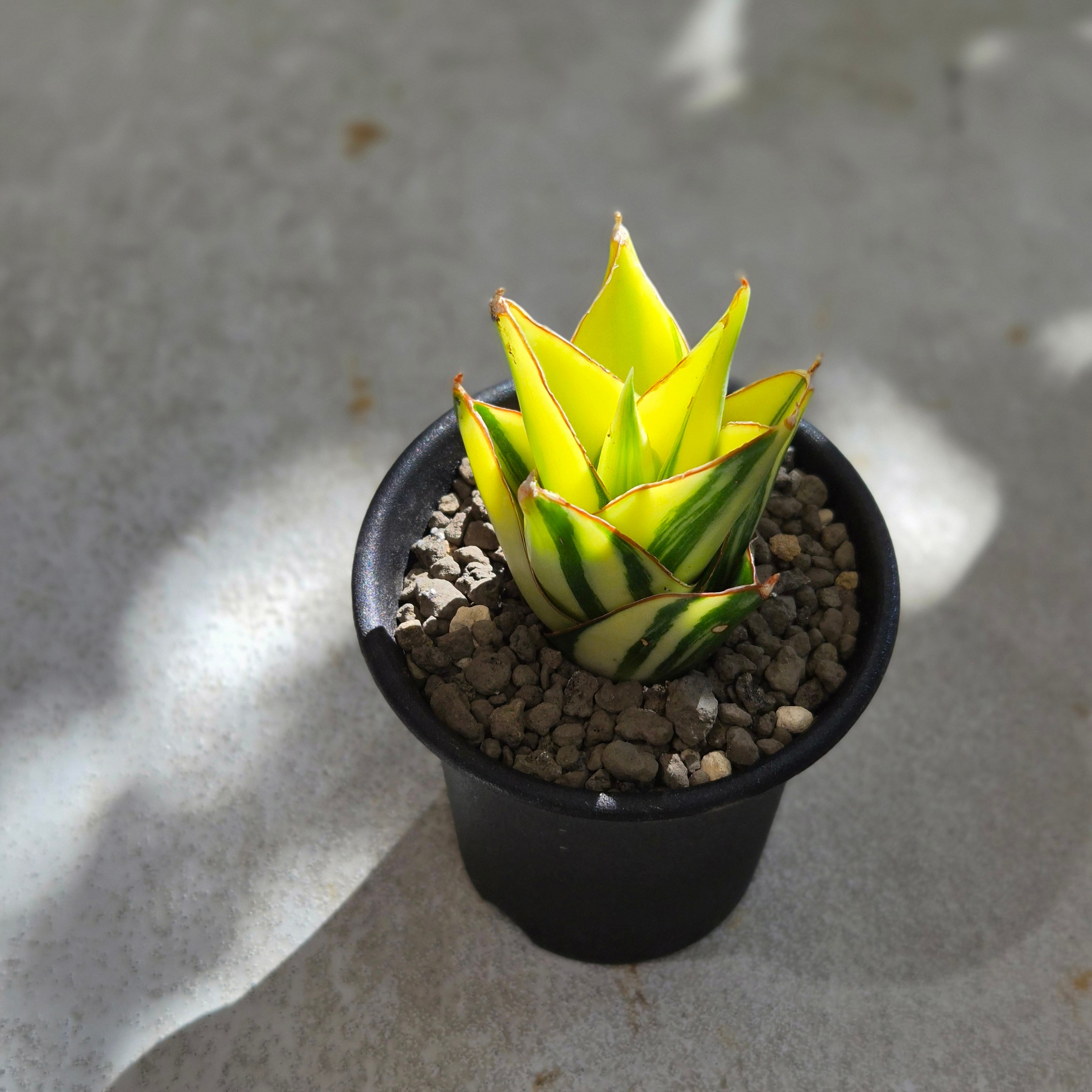 Sansevieria 'Tower Variegated' サンスベリア・タワー 斑入り