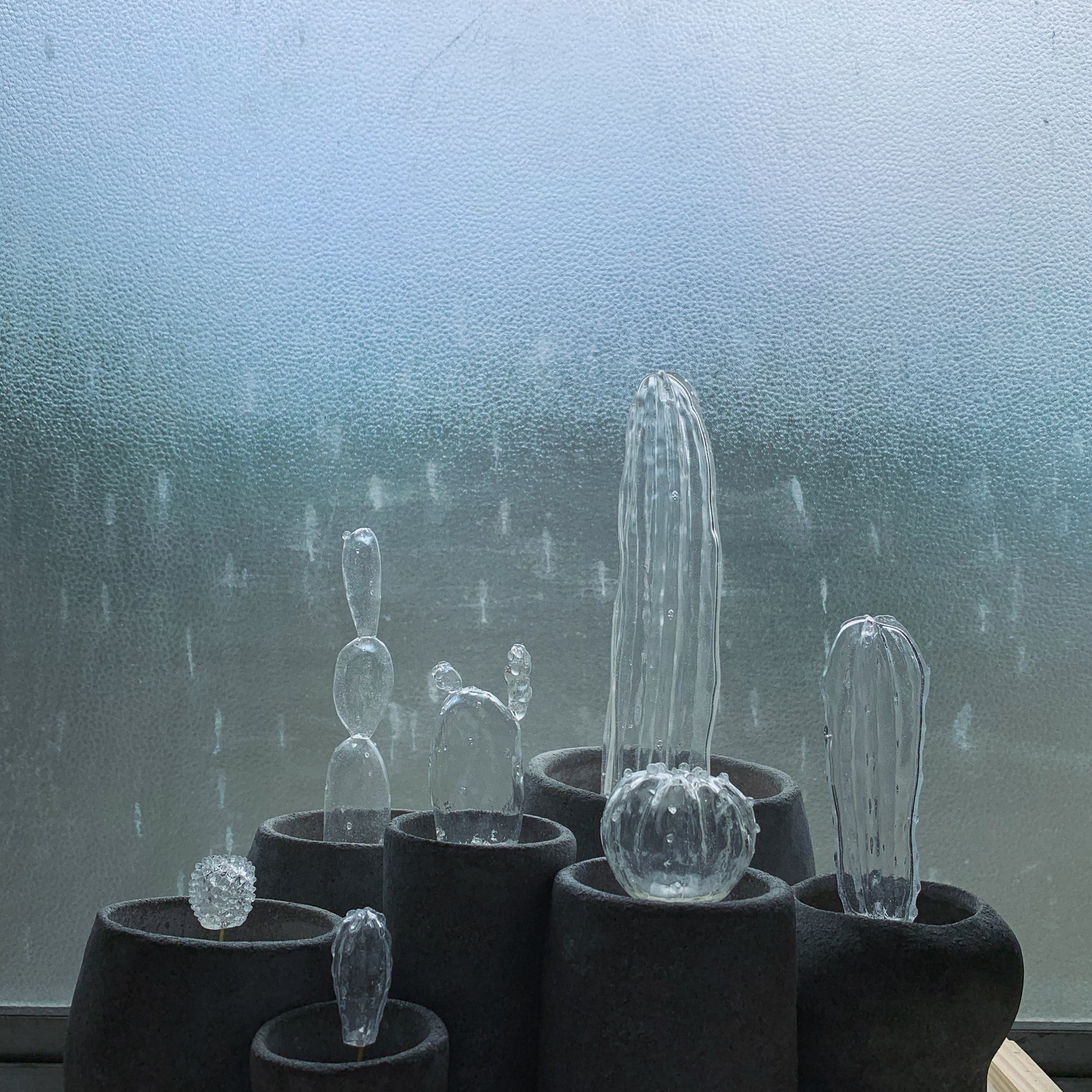 透明サボテン 003 | null plants (空白植物店）