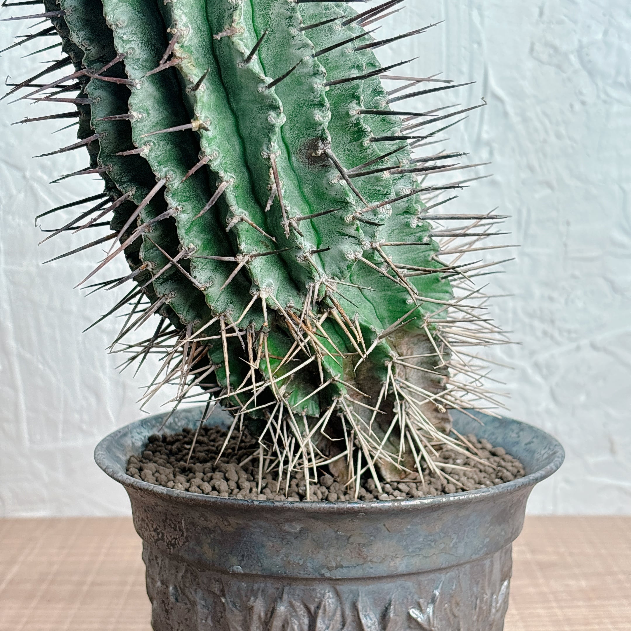 ユーフォルビア ホリダ | yu25plants