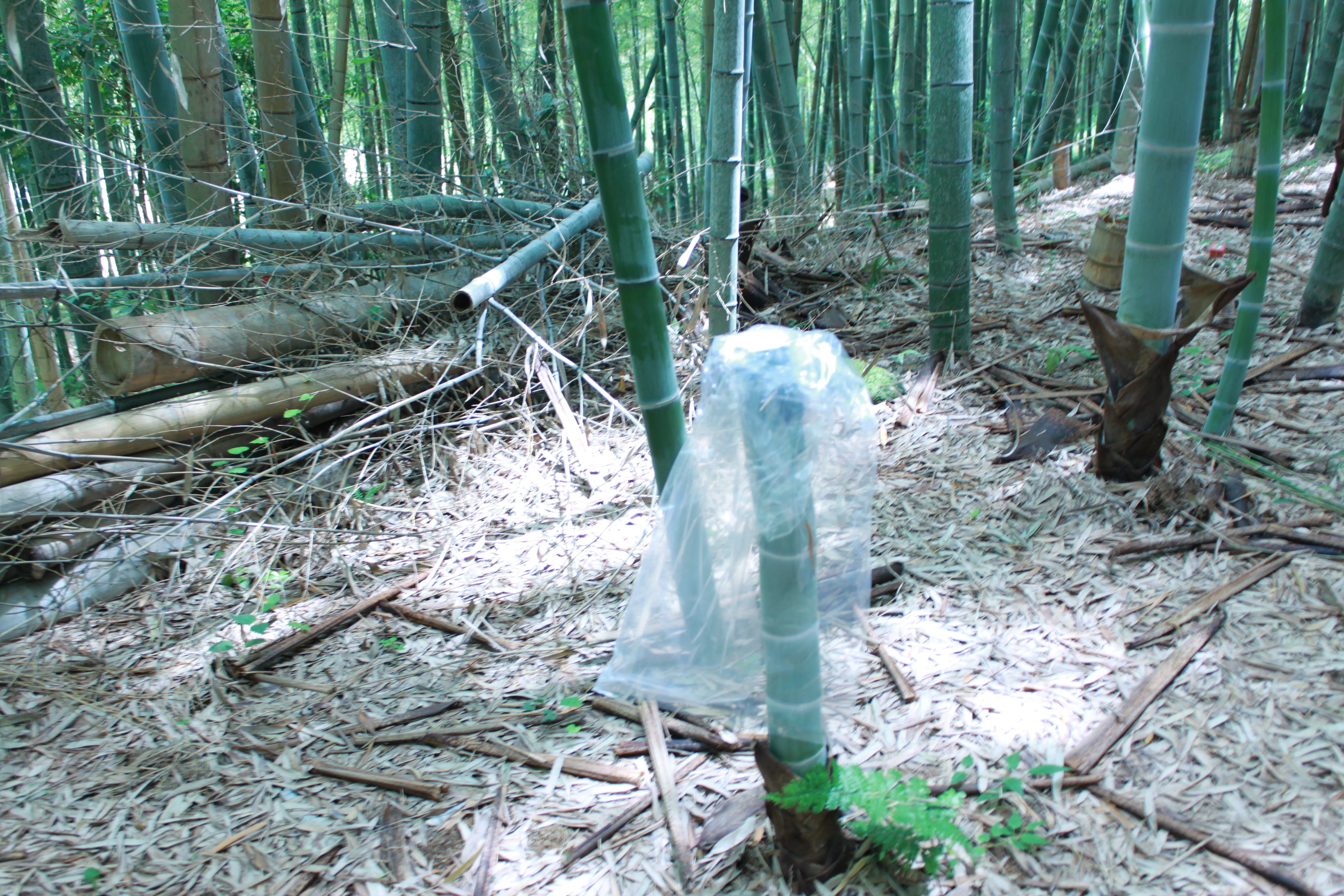 竹水化粧水 Bamboo water lotion EMU(エミュ）,JAPAN 若竹成長の源を