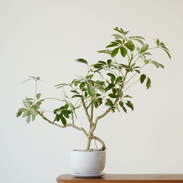 シェフレラ斑入り Ayanas アヤナス 観葉植物のセレクトショップ 通販