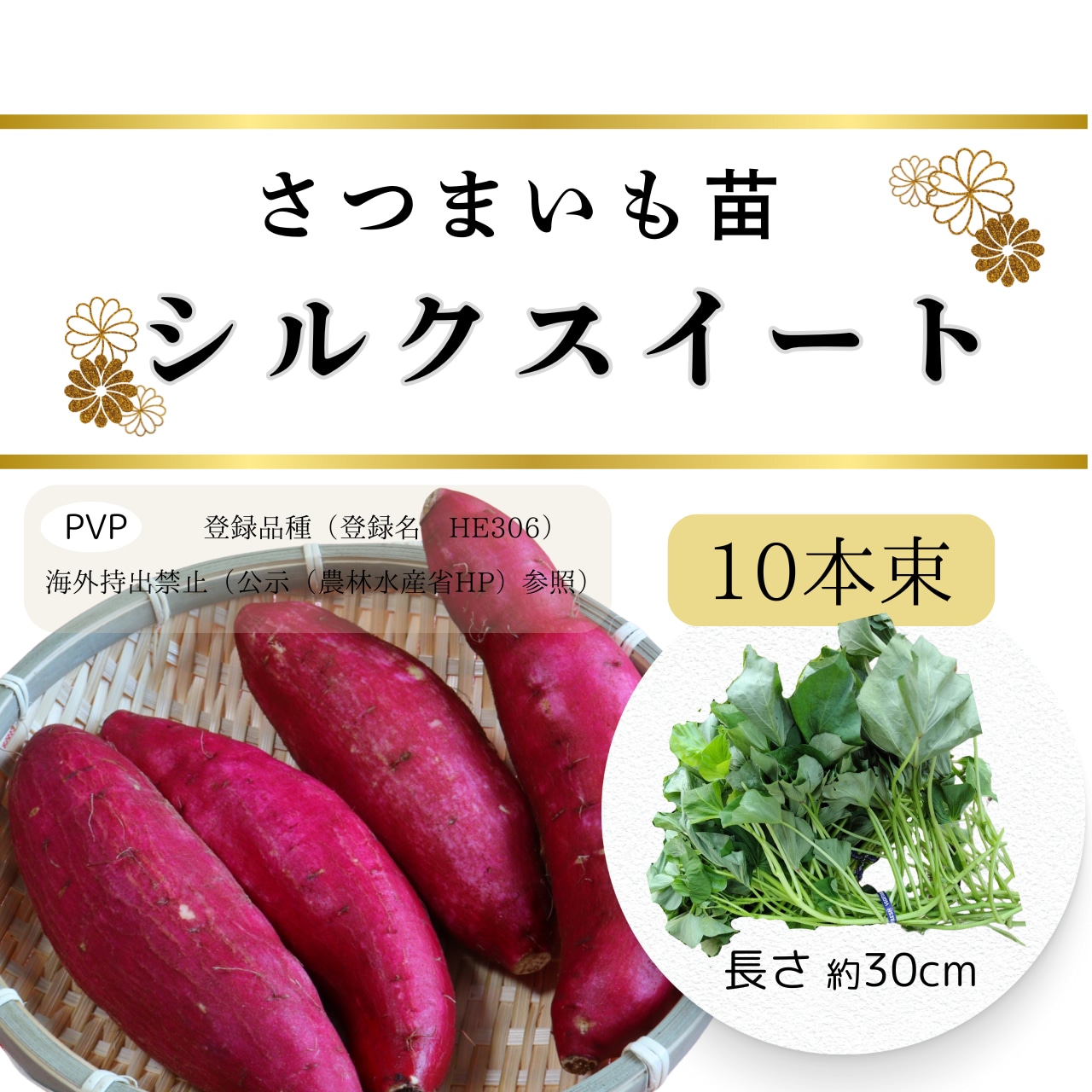 シルクスイート芋苗500本 シルクスイート芋苗500本送料込み