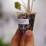 Alocasia chantrieri pink /アロカシア シャントリエリ②