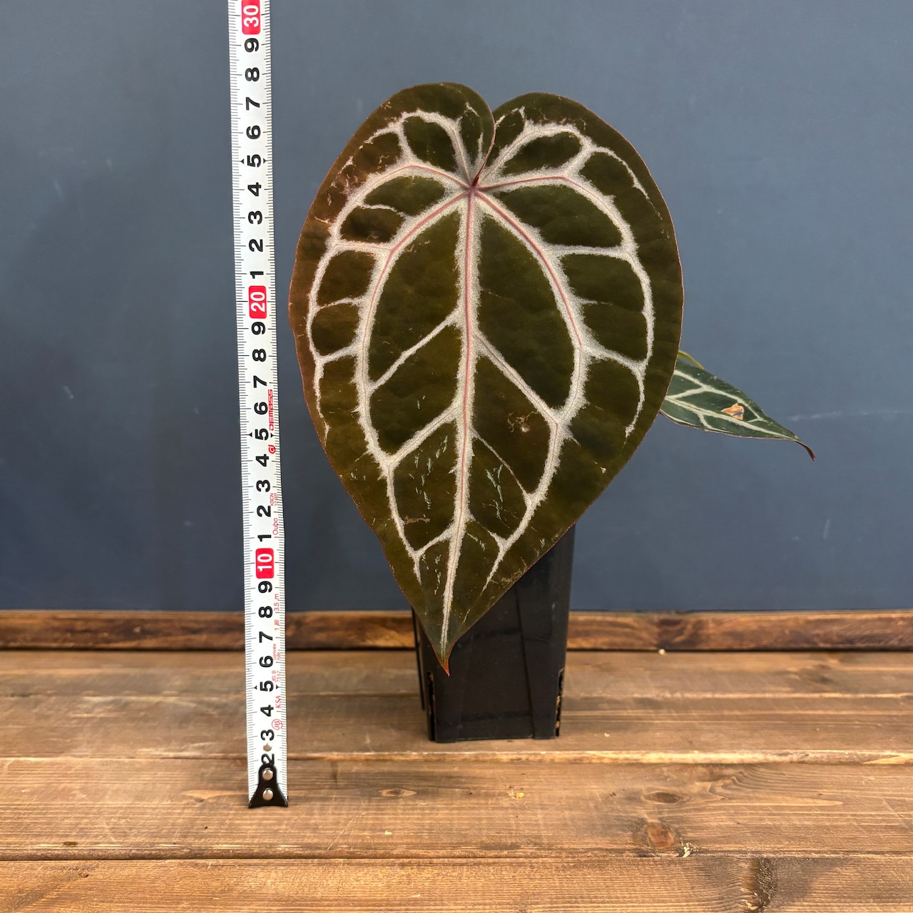 アンスリウム Michelle ミシェル【41】