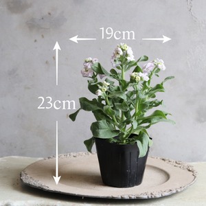ストック八重咲き　ブルーフラッシュ　寄せ植え　シルバーリーフ　秋から春まで咲くお花