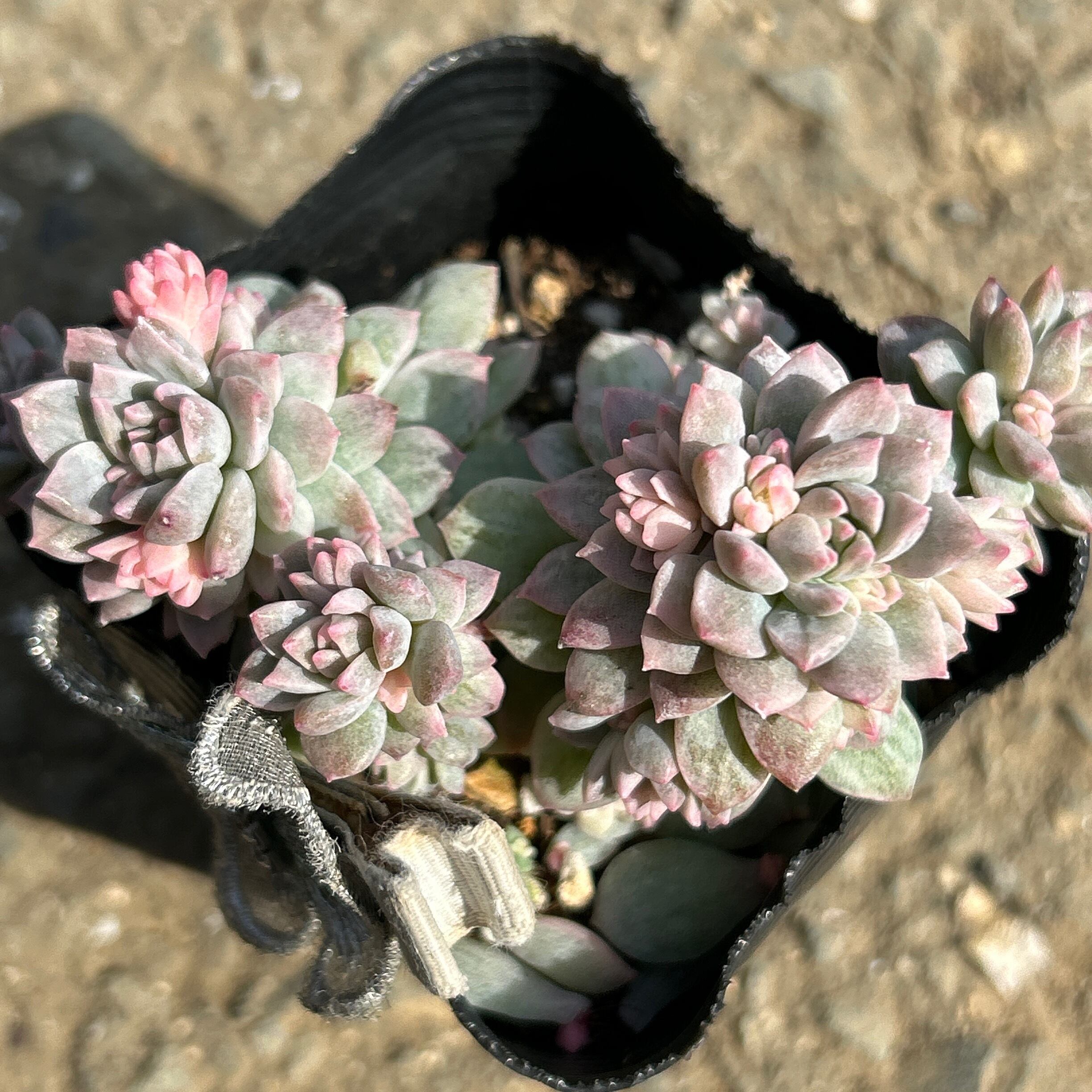 プロリフィカ錦 | RuPo 多肉植物専門店