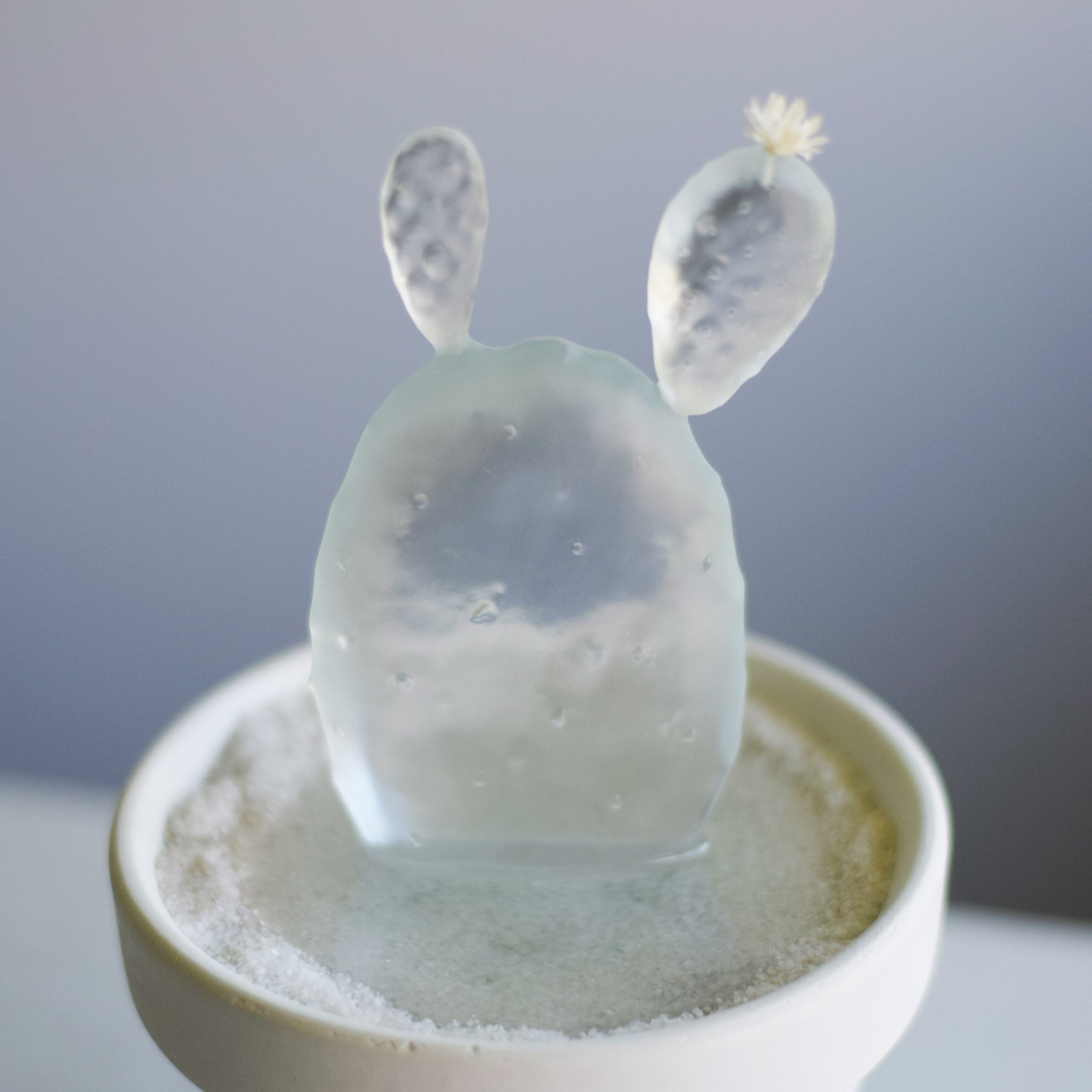 water cactus (ウチワサボテン) | Sabotensi