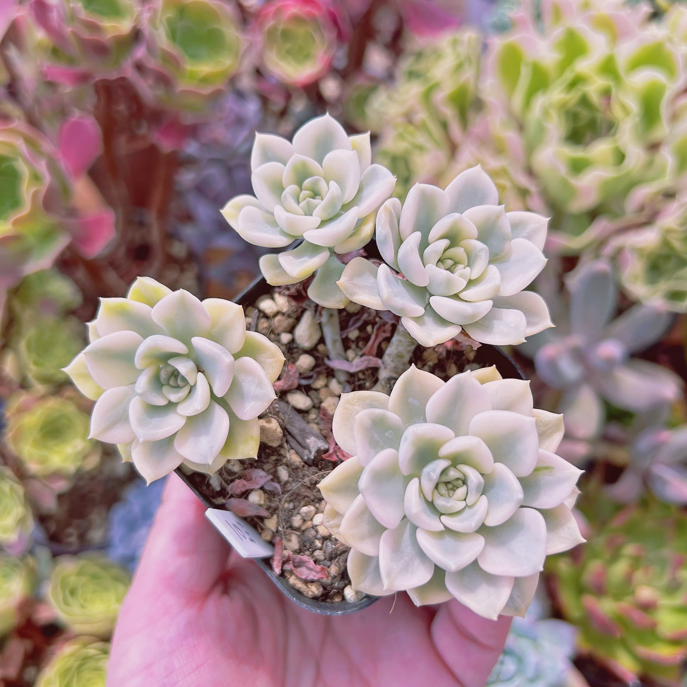 現物　多肉植物　ベビードール錦　抜き苗