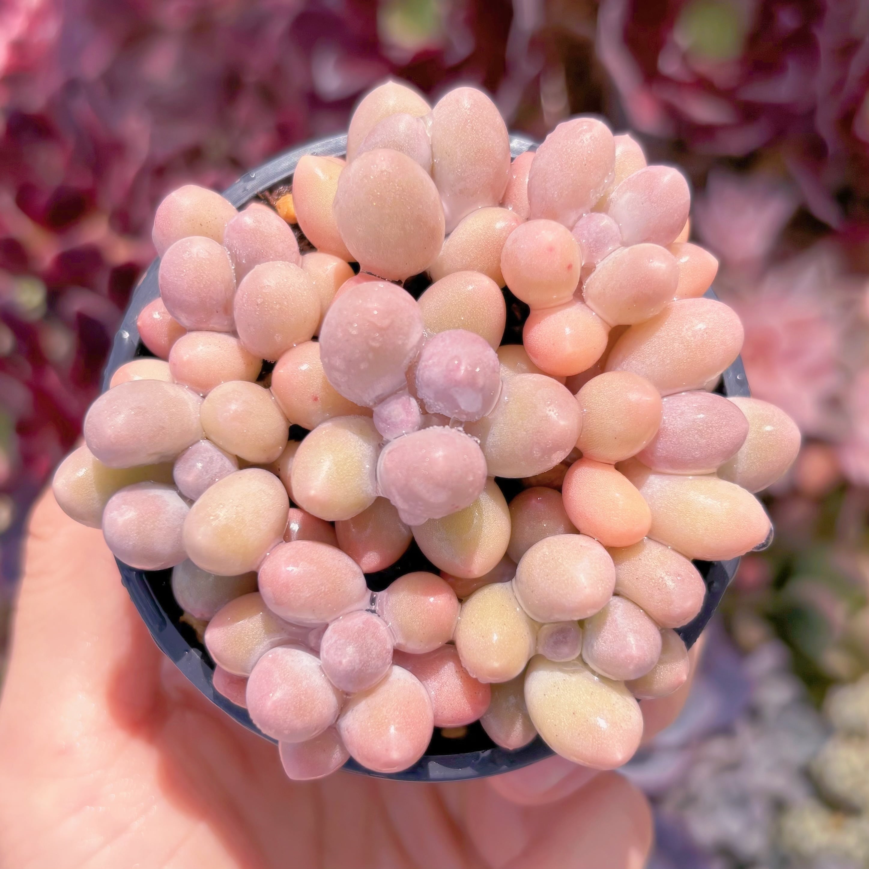 多肉植物 湯園チーズ 7頭 新入荷 るる農園 | るる農園~多肉植物専門
