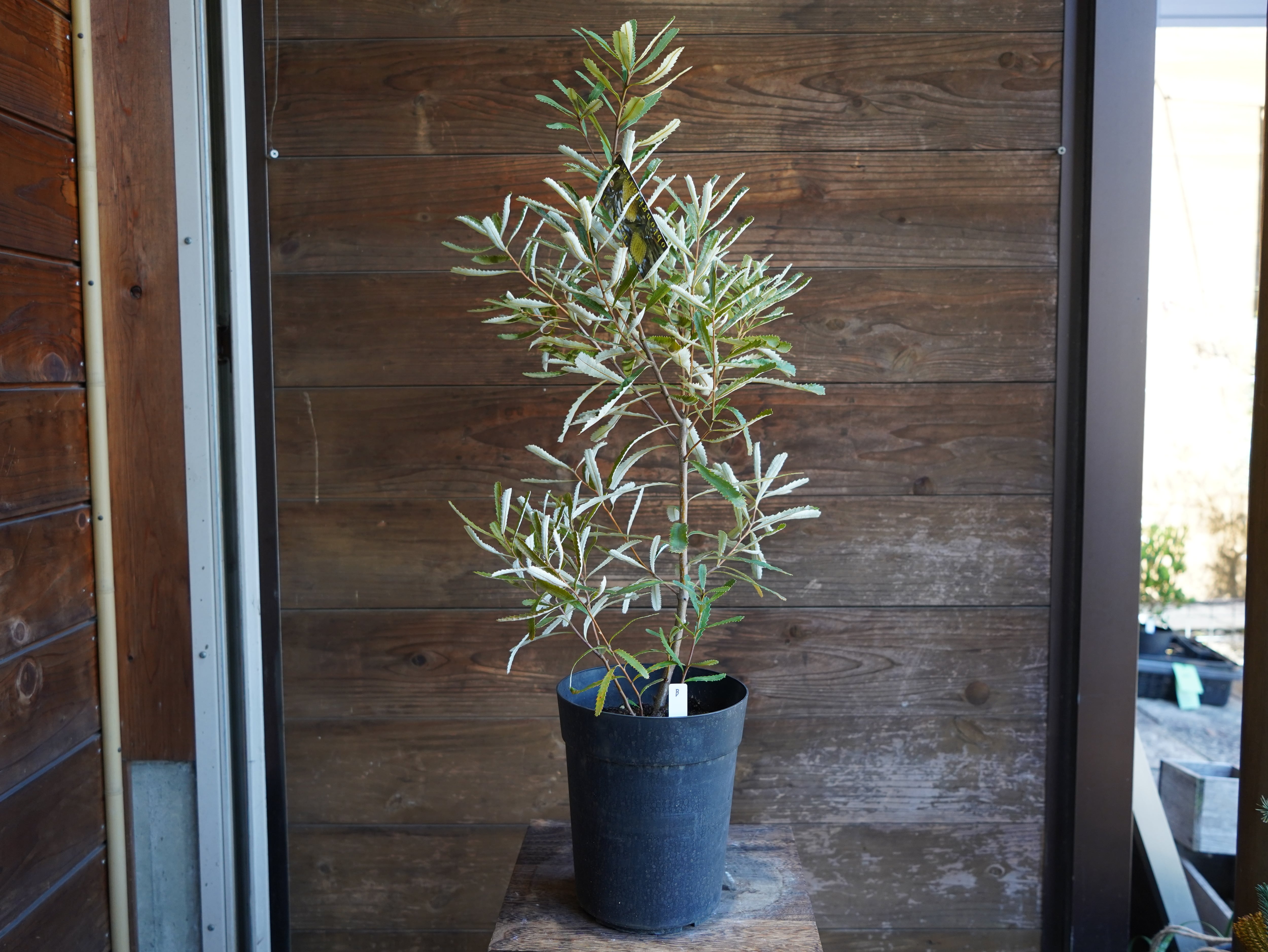 【現物】バンクシア　”オブロンギフォリア”　B