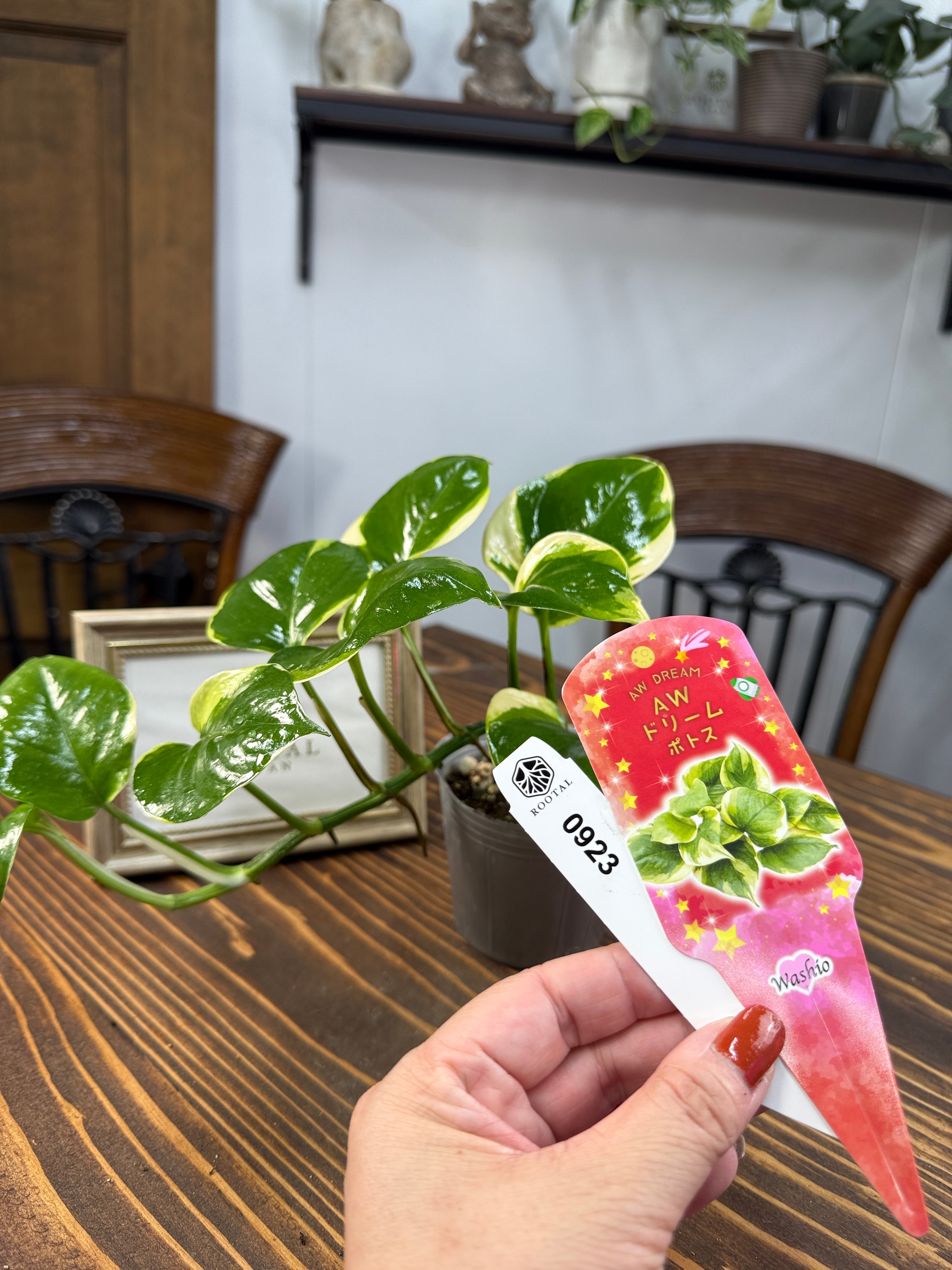 AWドリーム ポトス　新品種　タグ付　激レア　インテリア　希少　斑入り AWドリーム ポトス 新品種 タグ付 激レア インテリア 希少 斑入り AW