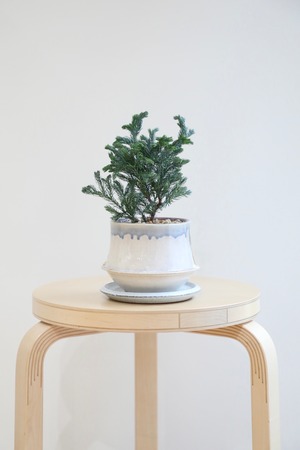 【S】コニファー ボールバード/Chamaecyparis