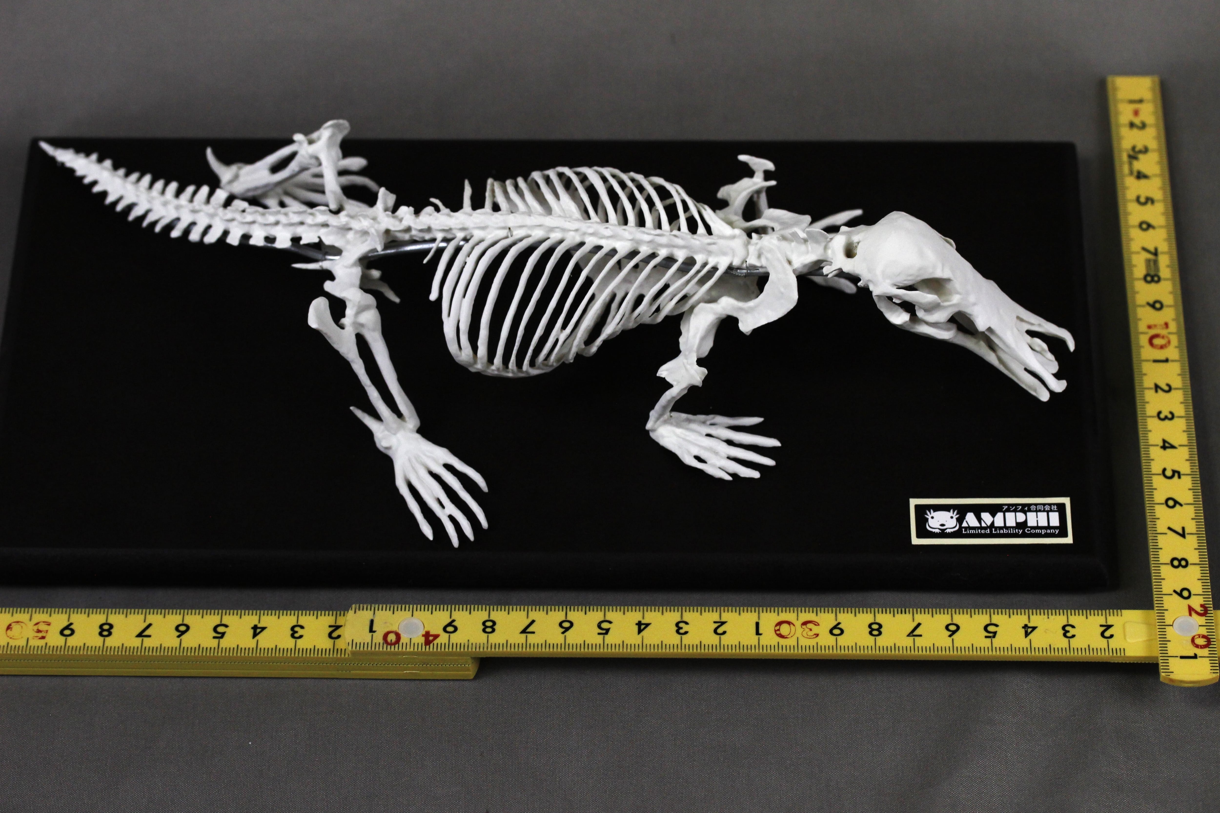 カモノハシ 縮小全身骨格レプリカ Platypus, miniature whole body