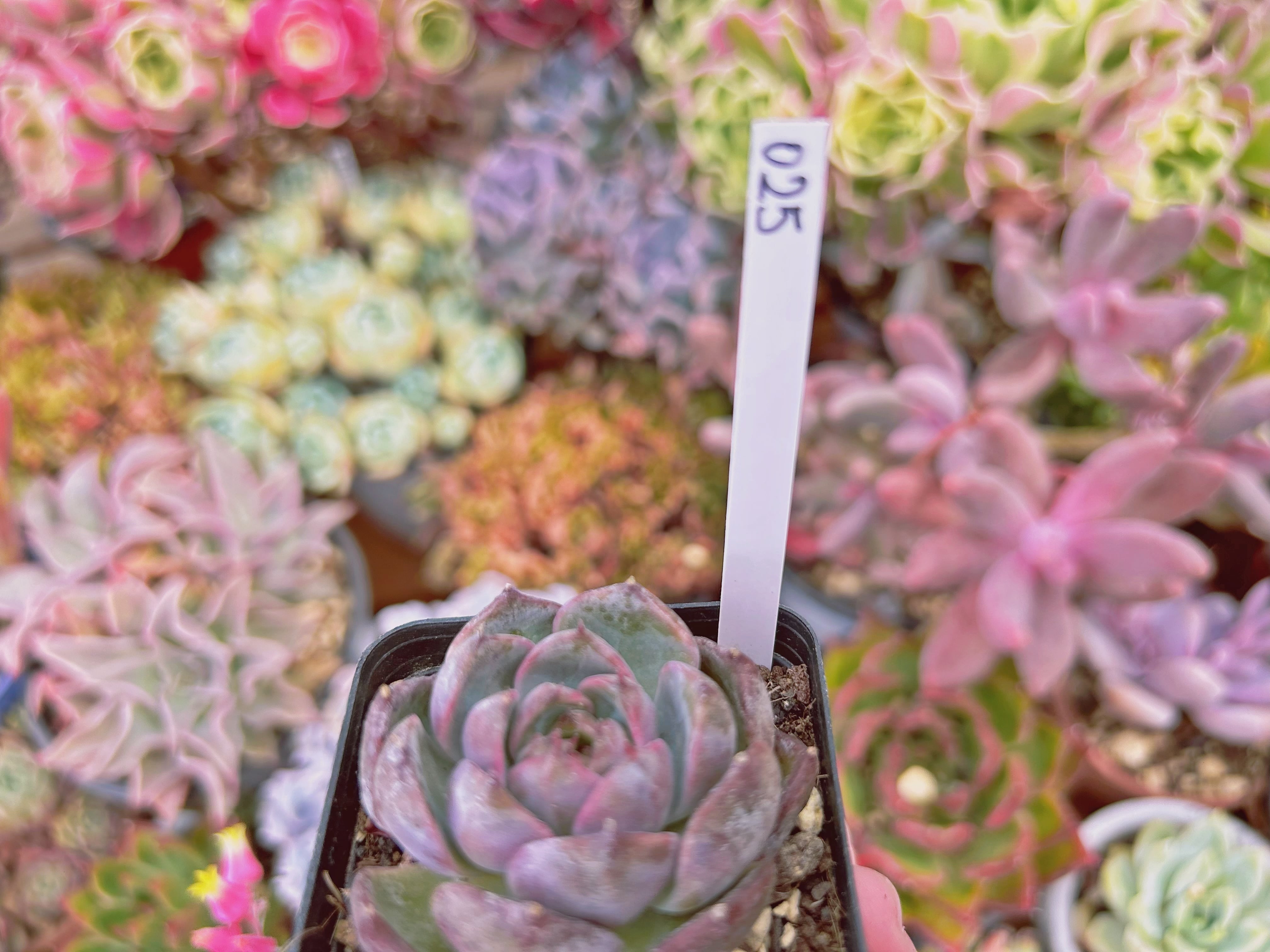 025現物 多肉植物 ブルーベリー月影 抜き苗 | るる農園~多肉植物専門