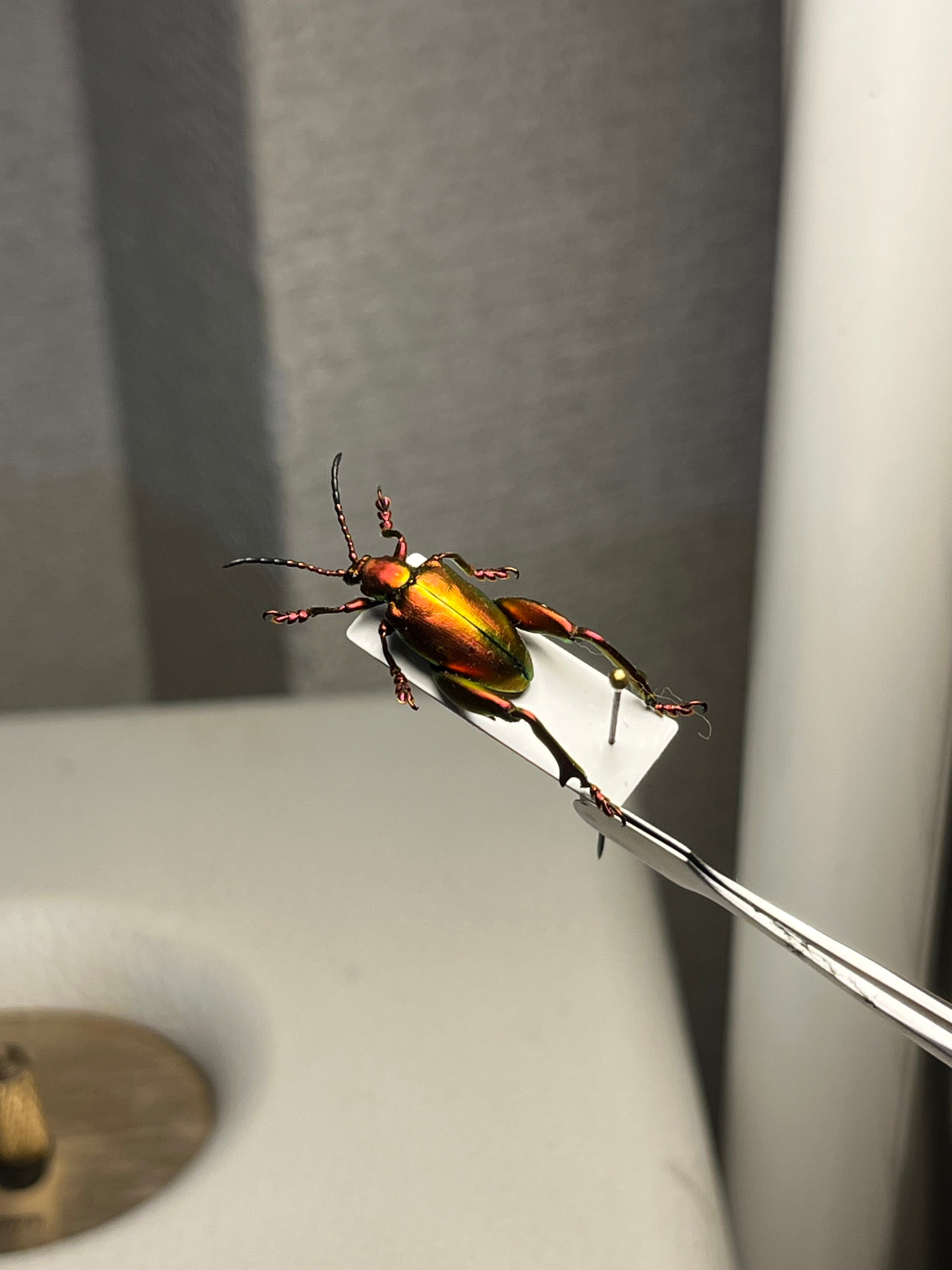 ミドリモモブトハムシ レッドフォーム 標本 プラチナコガネ タマムシ