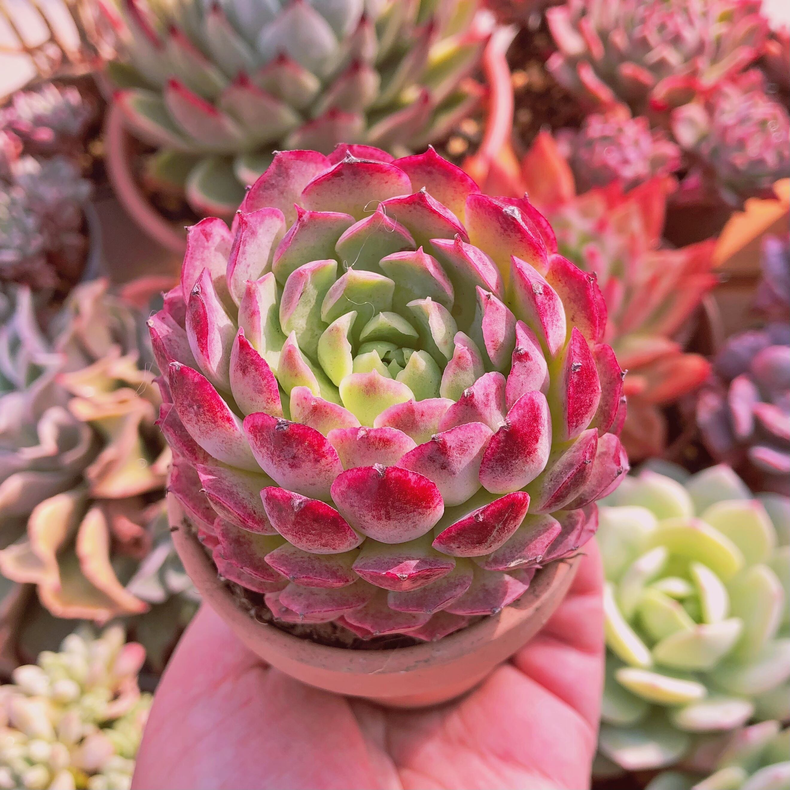 多肉植物　シャルローズ　大苗