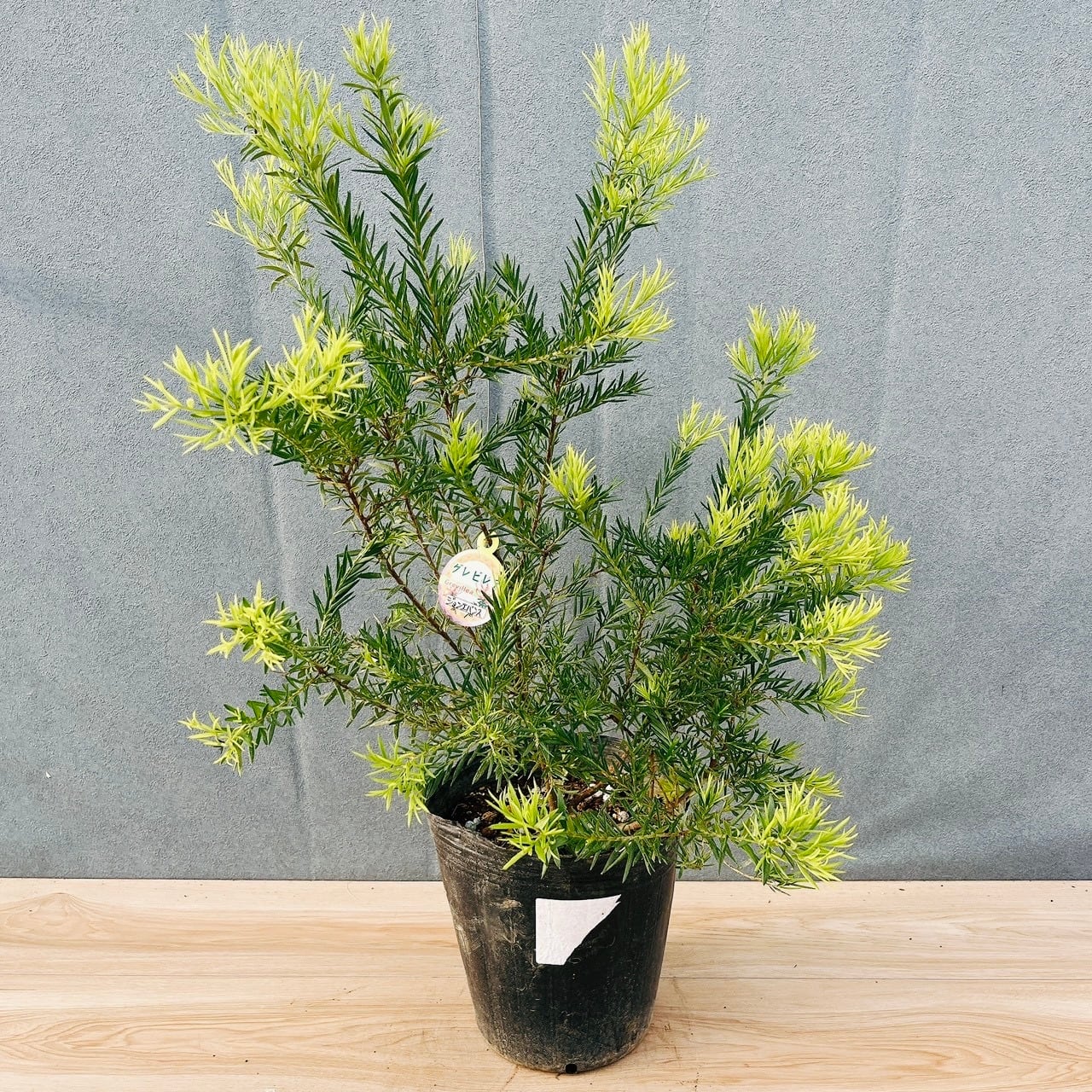 現品］【希少】A31 T ザミオクルカス ザミフォーリア 斑入り 観葉植物