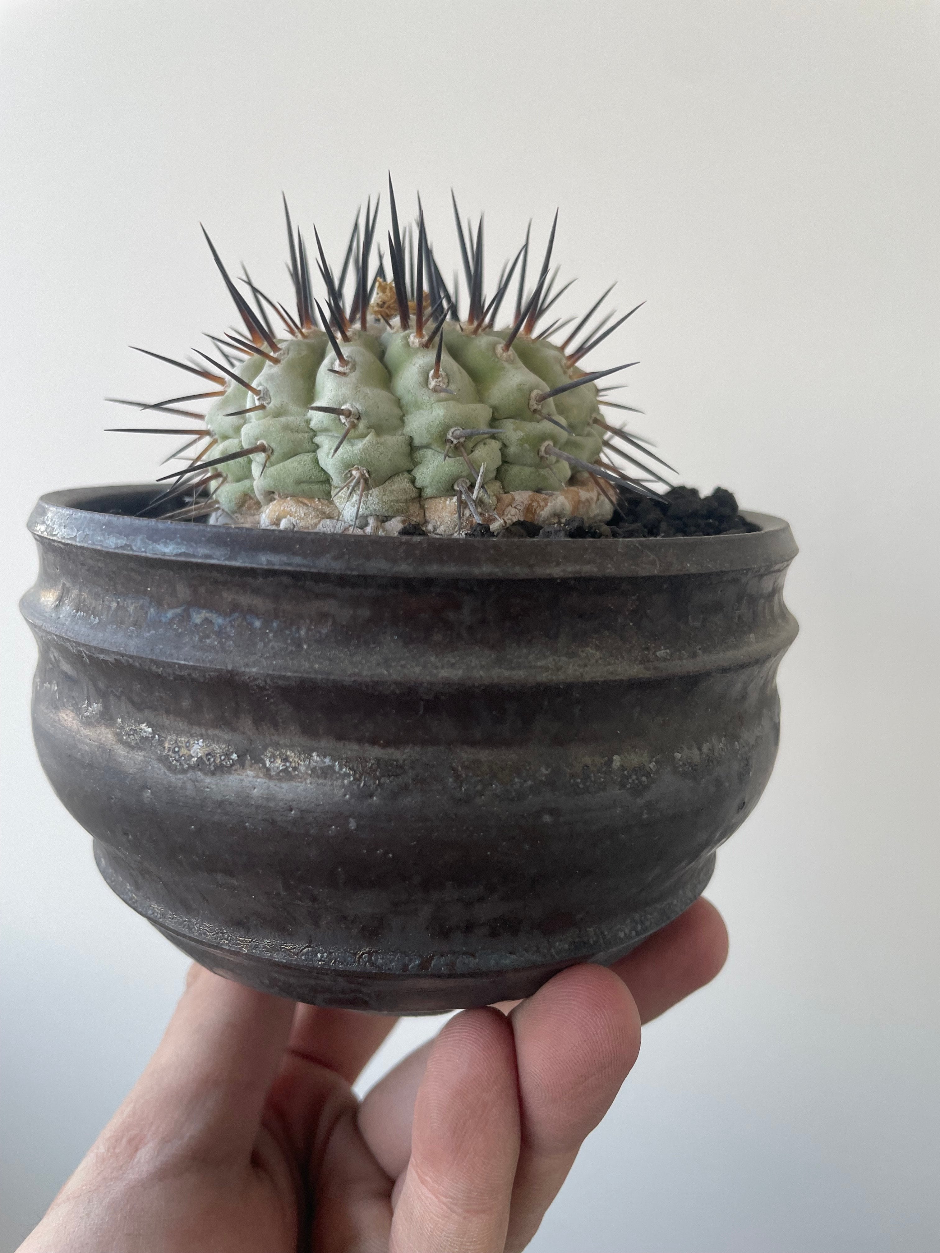 特大サイズ 自根 コピアポア シネレア 黒王丸 姫野翔太 蜂付き Copiapoa cinerea 古株 × deracine factory 【国内作り込み黒王丸